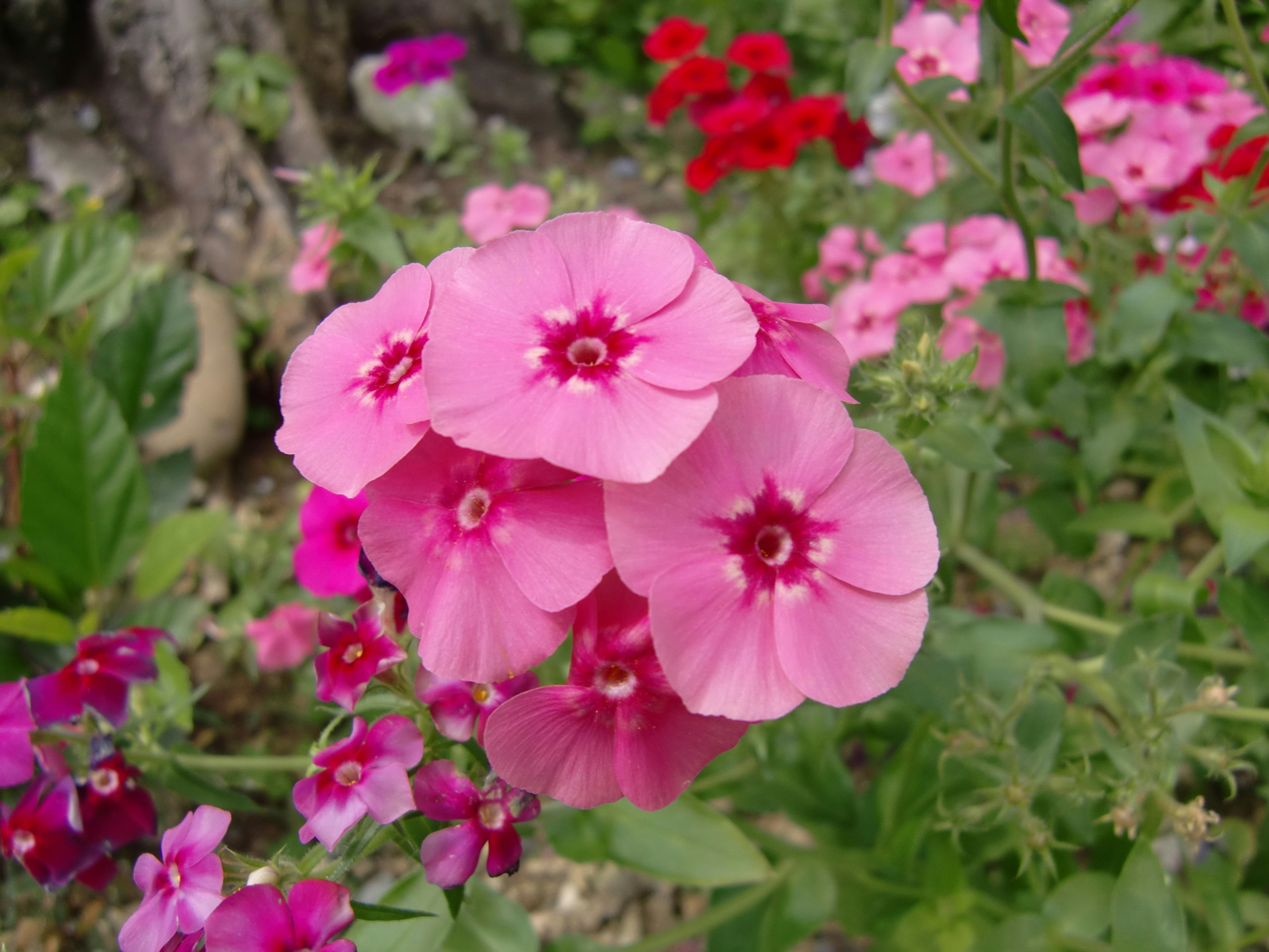 ピンクの花が咲く庭の花壇