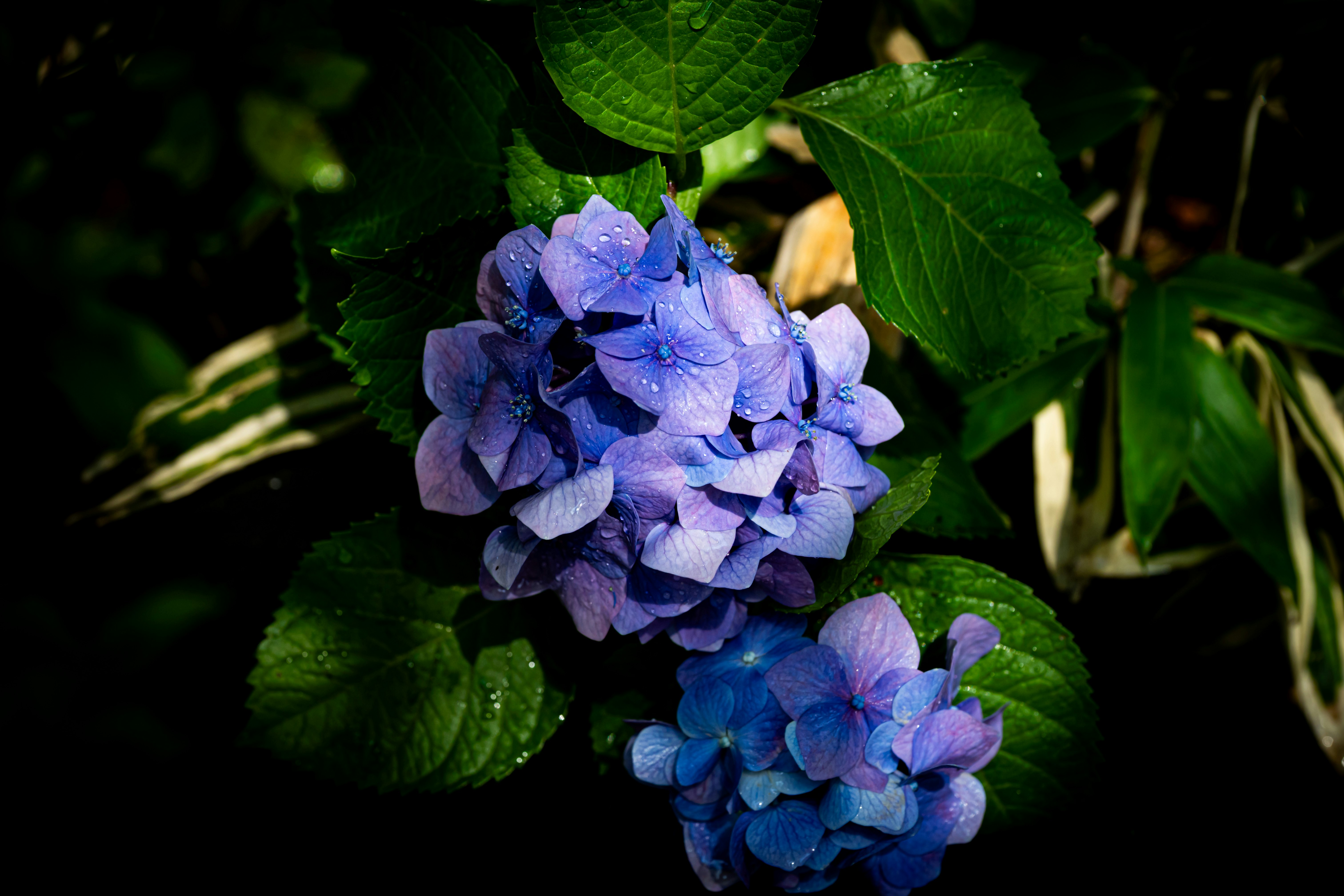 紫陽花の花と葉のクローズアップ