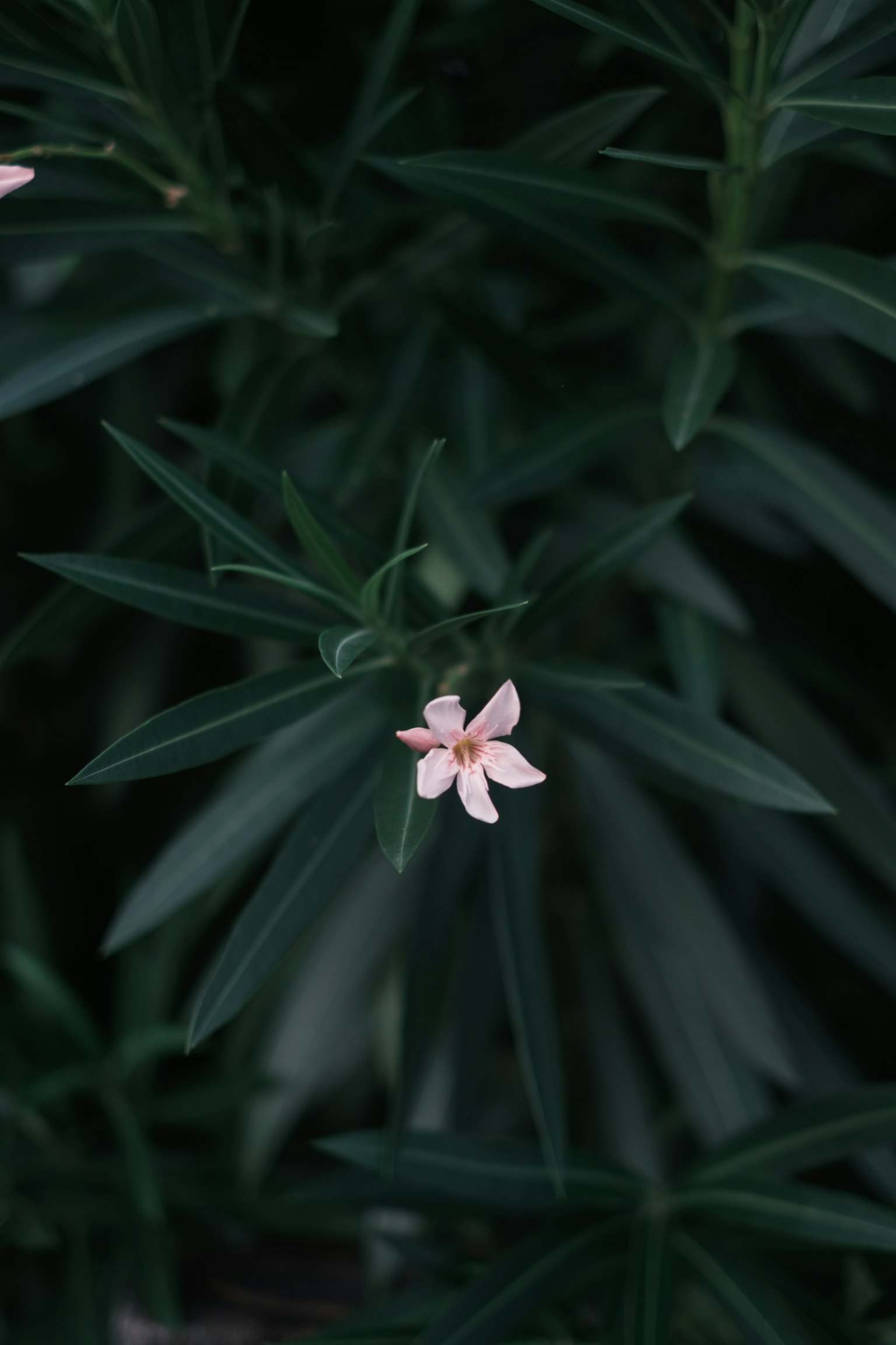 Một bông hoa hồng nhạt nở giữa những chiếc lá xanh đậm