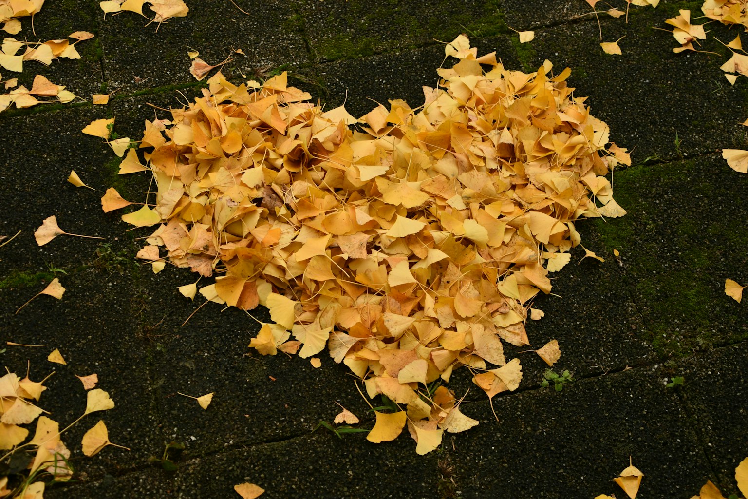 Arrangement en forme de cœur de feuilles jaunes sur le sol