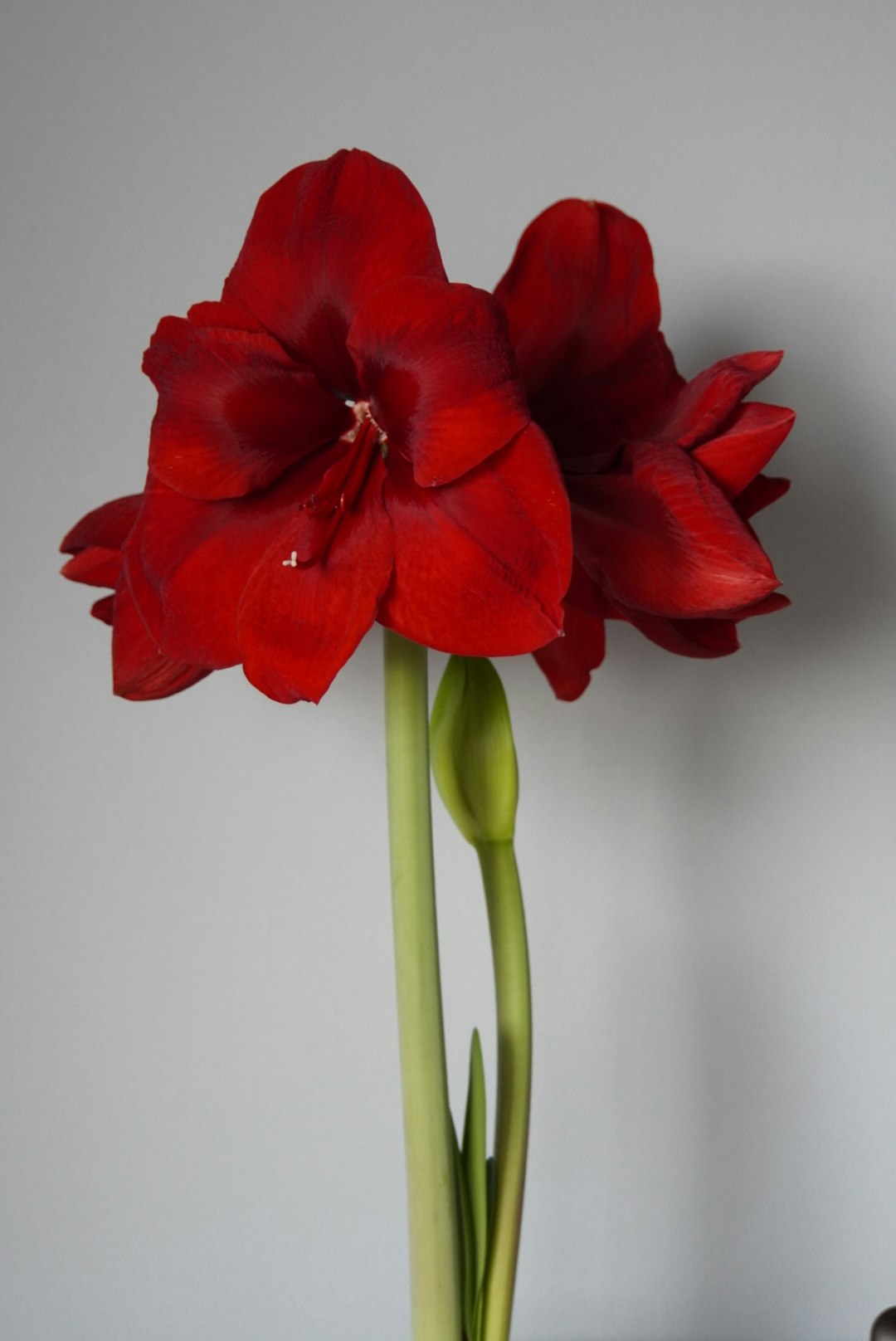 赤い花束のように寄り添う赤いアマリリスの花