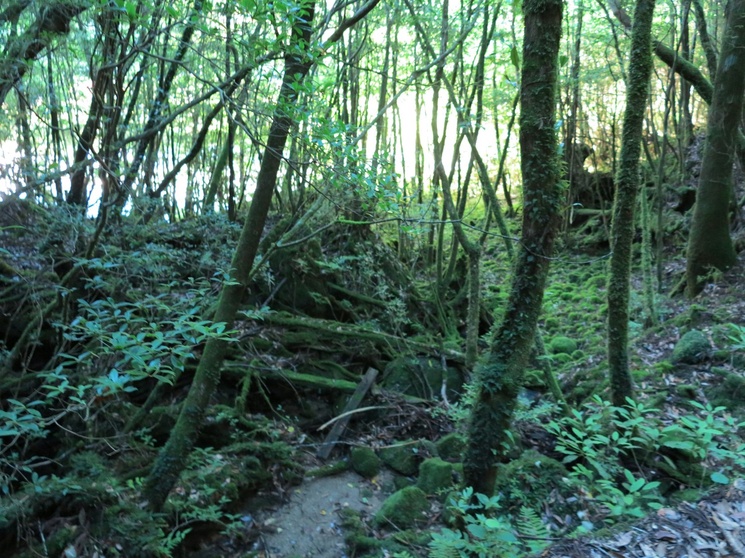 Üppiger Waldweg mit Sonnenlicht, das durch die Bäume fällt
