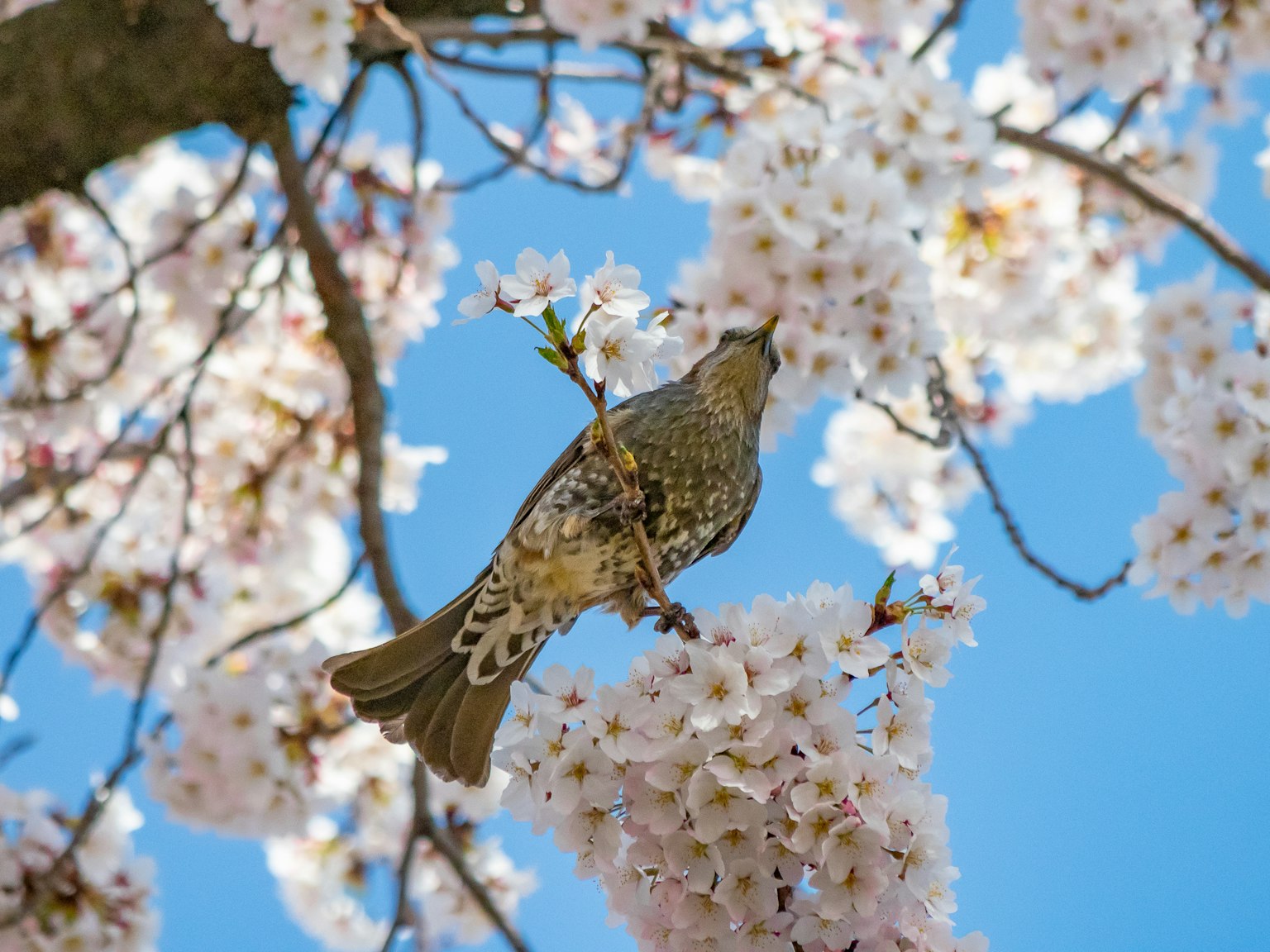 Uccello tra i fiori di ciliegio sotto un cielo blu chiaro