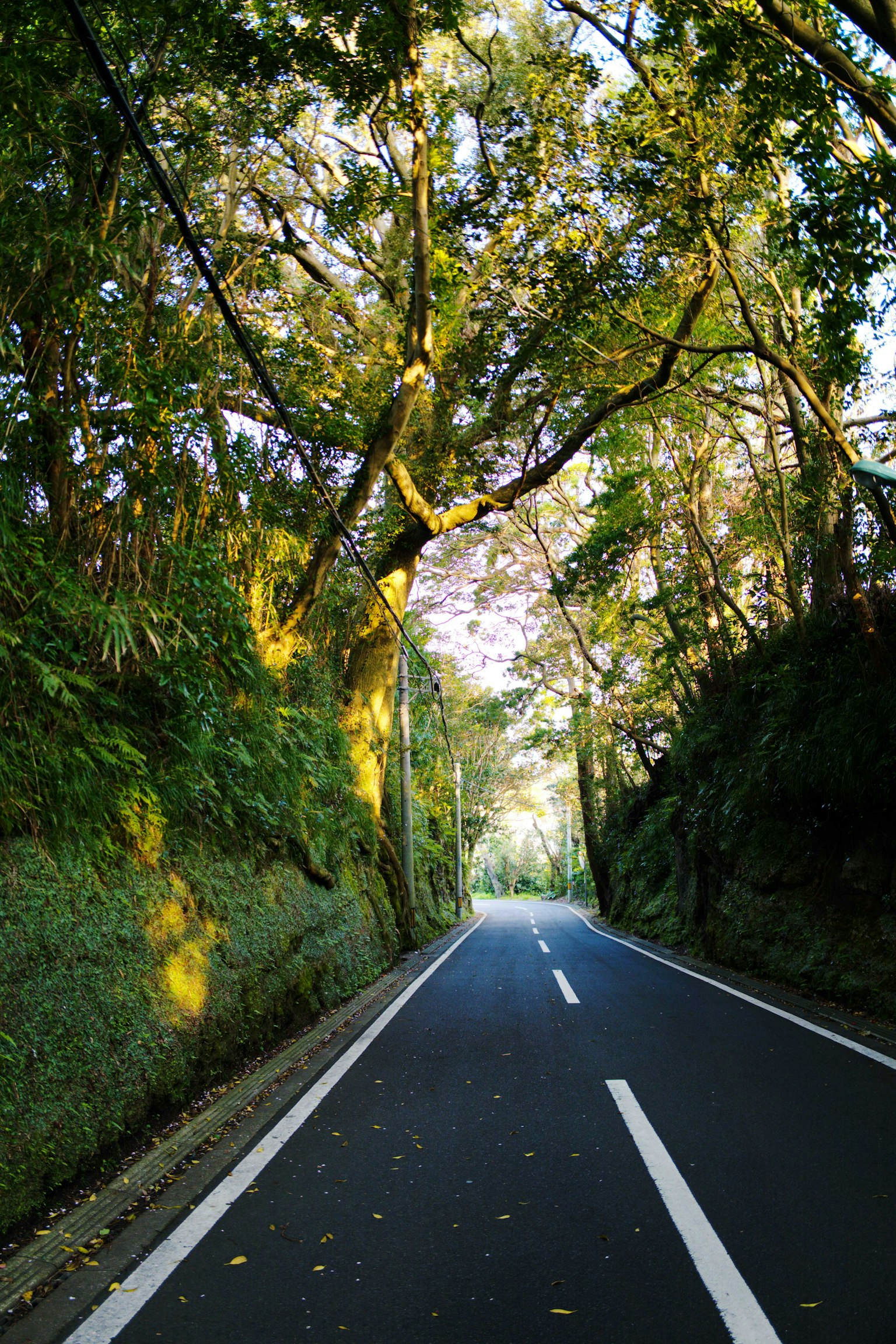 被郁郁蔥蔥的樹木包圍的寧靜道路