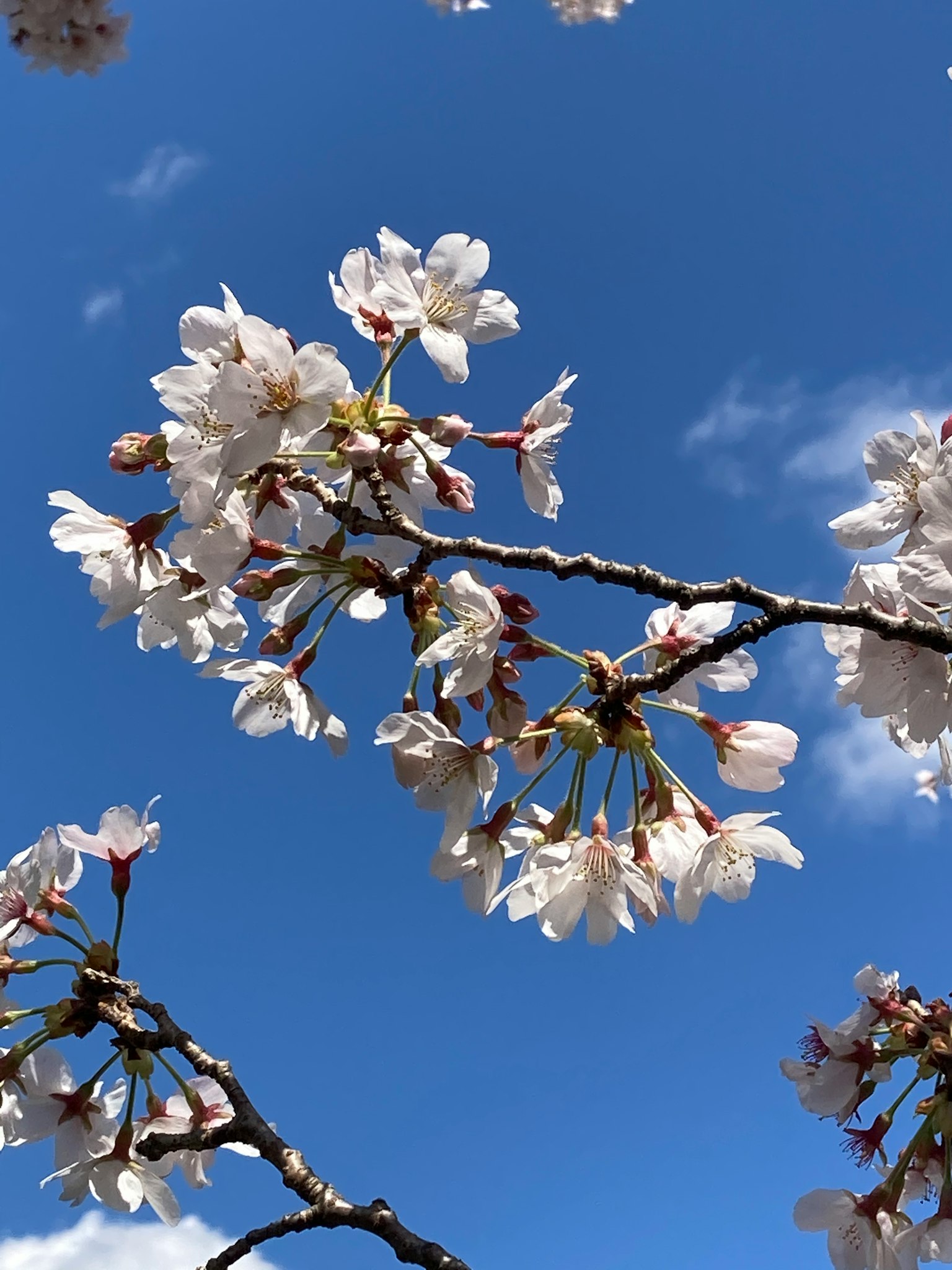 Nahaufnahme von Kirschblüten vor blauem Himmel