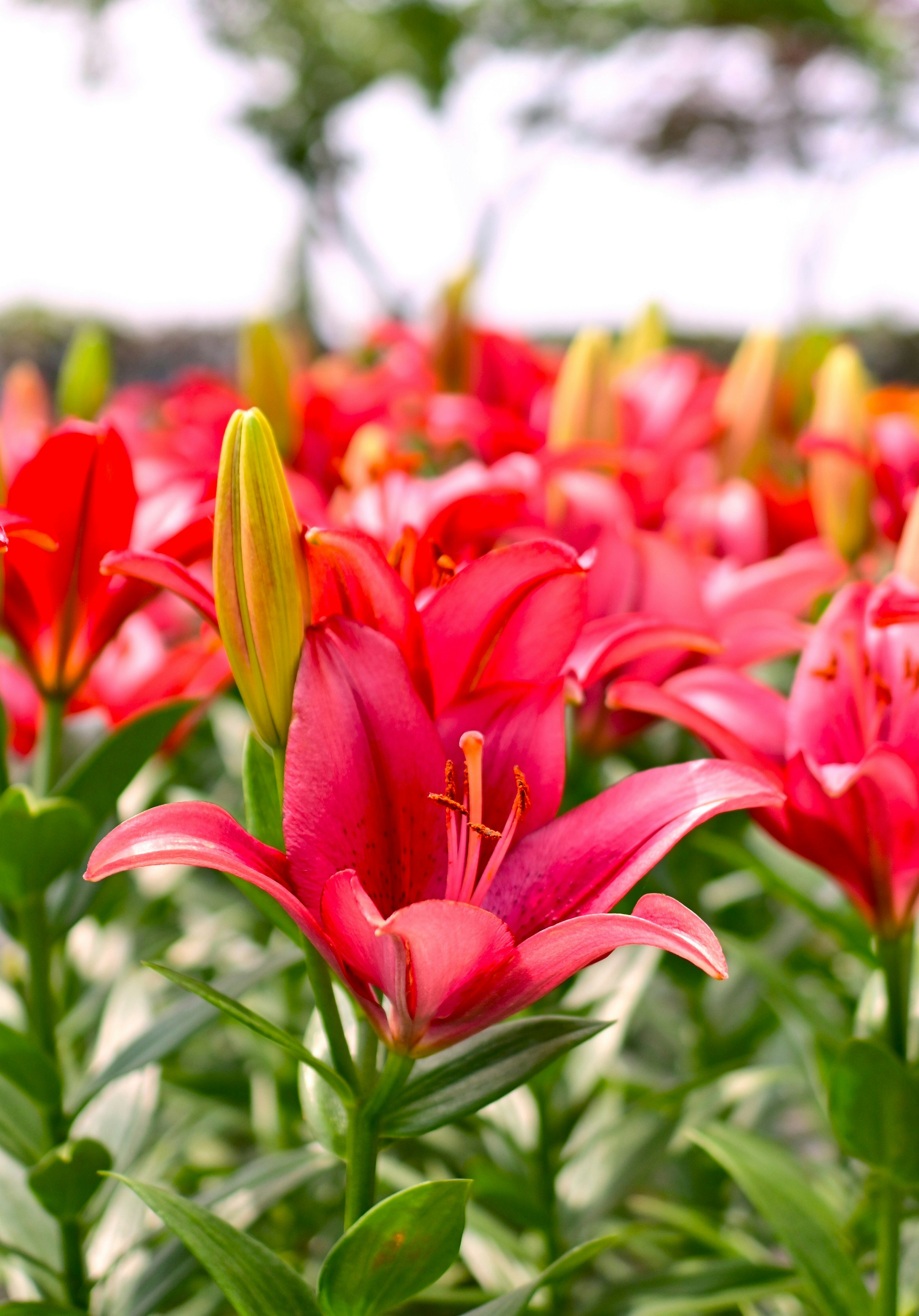 赤いユリの花が咲き並ぶ花畑