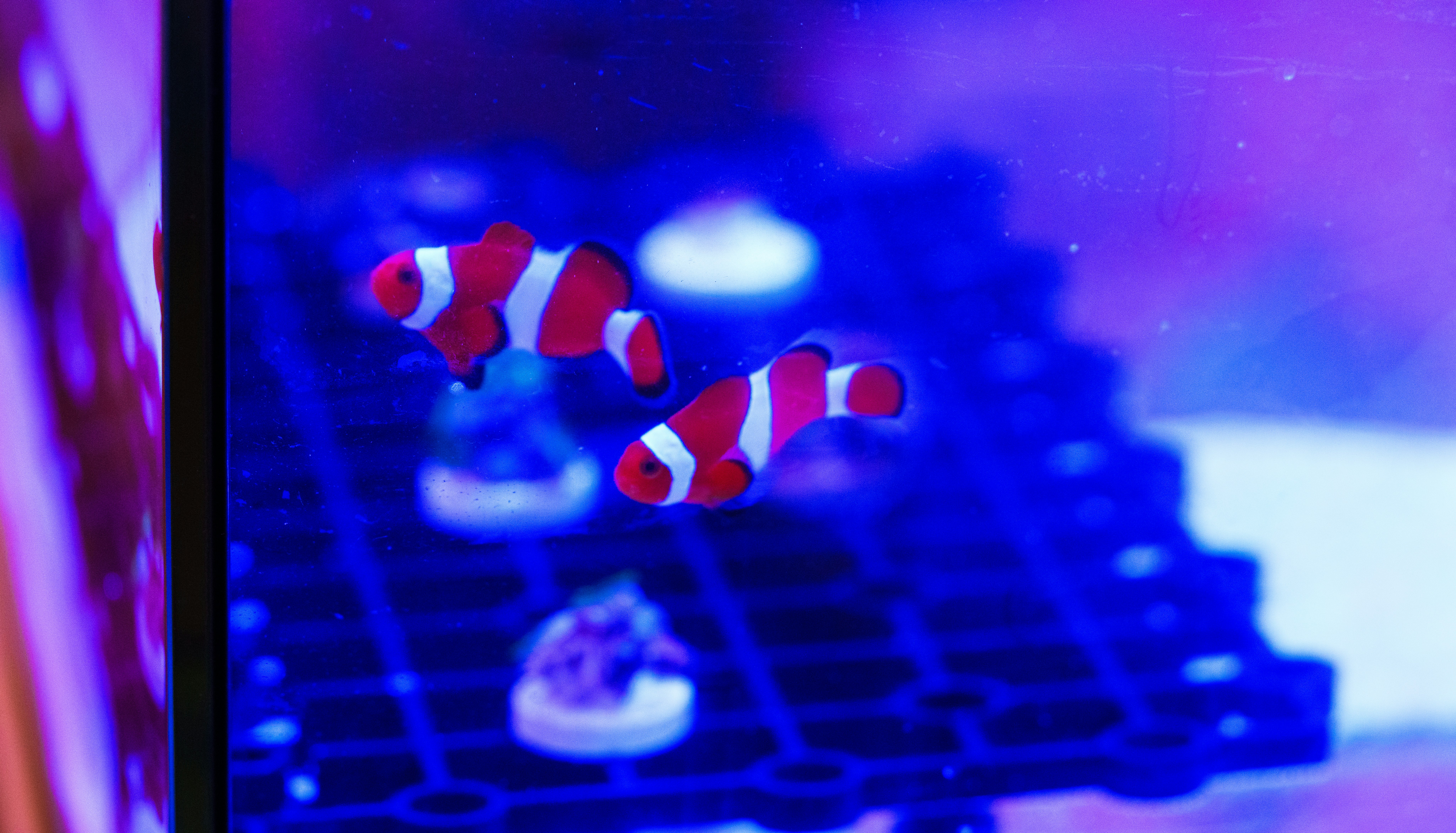 藍色水族箱中游動的彩色魚