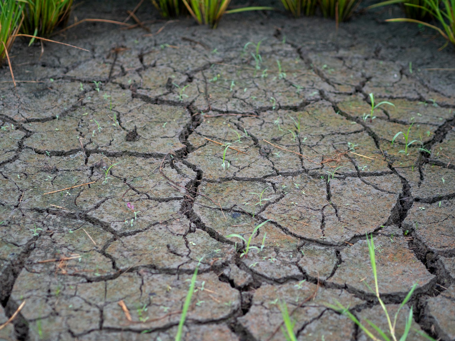 Sol sec fissuré avec des pousses d'herbe verte