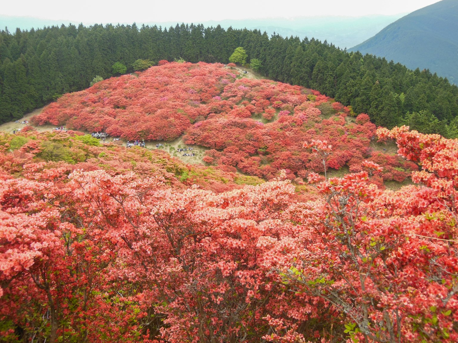 Vista escénica de una colina cubierta de flores rojas vibrantes