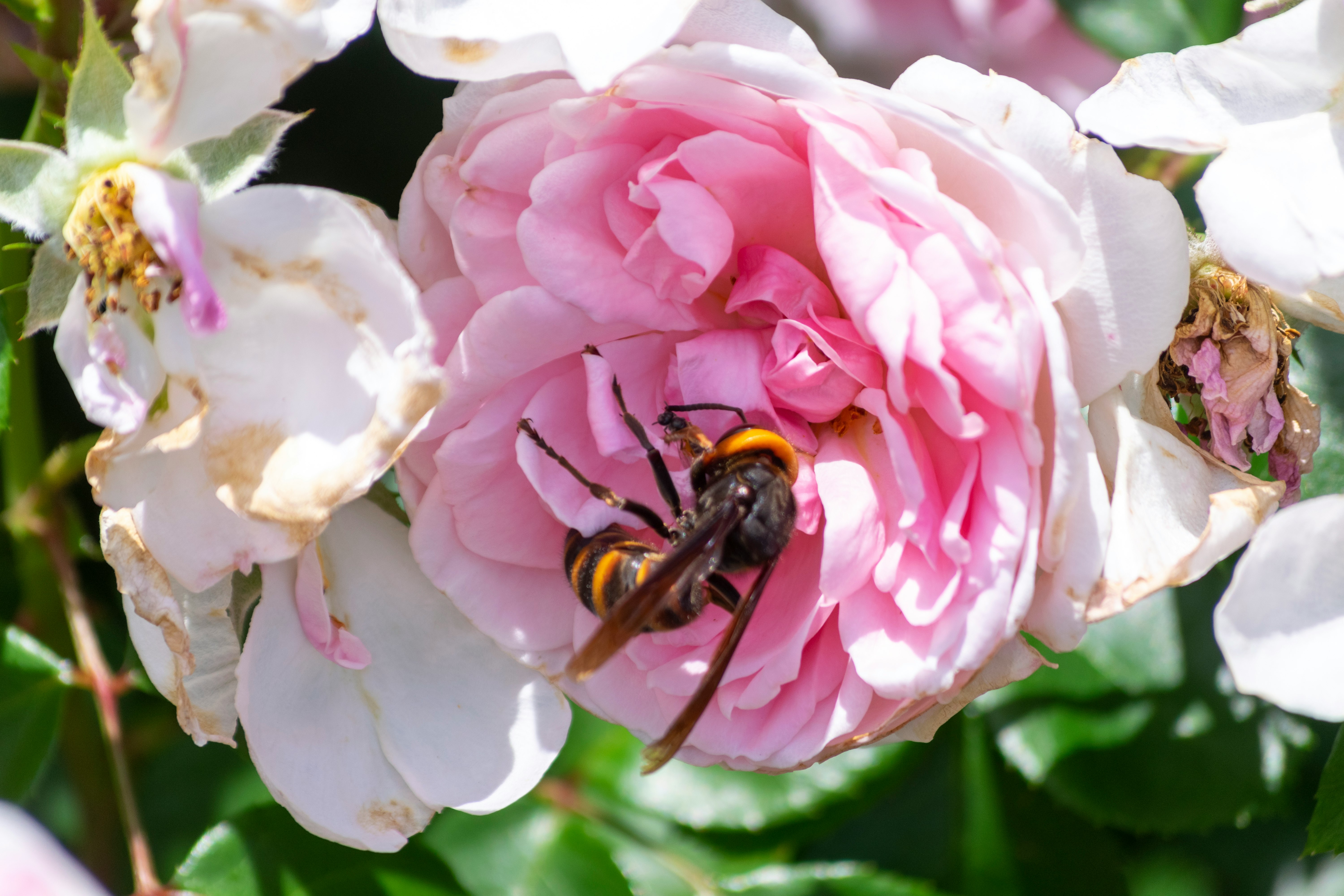 Acercamiento de una abeja en una flor de rosa rosa