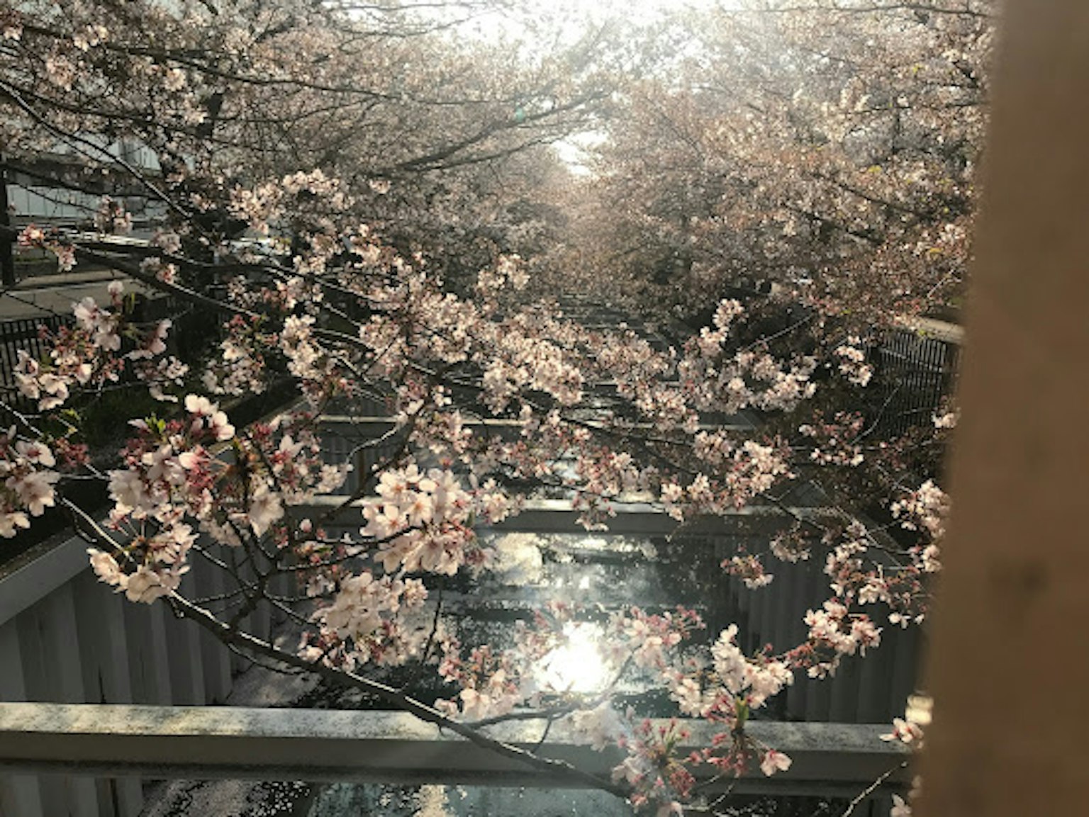 Arbres en fleurs de cerisier avec des fleurs roses et surface d'eau réfléchissante