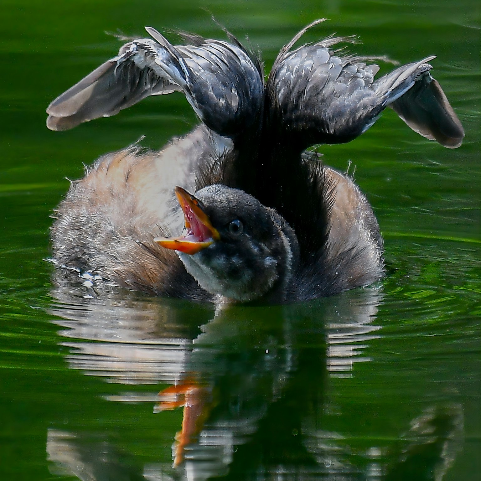 水面で羽を広げている鳥の姿 鳥は水中で泳いでいる