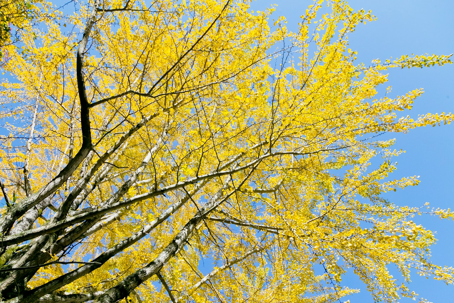 Pohon dengan daun kuning cerah di bawah langit biru yang jelas