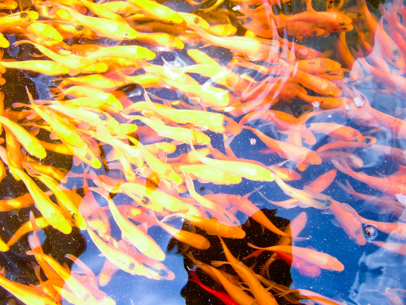 Sekelompok ikan mas oranye berenang di air jernih