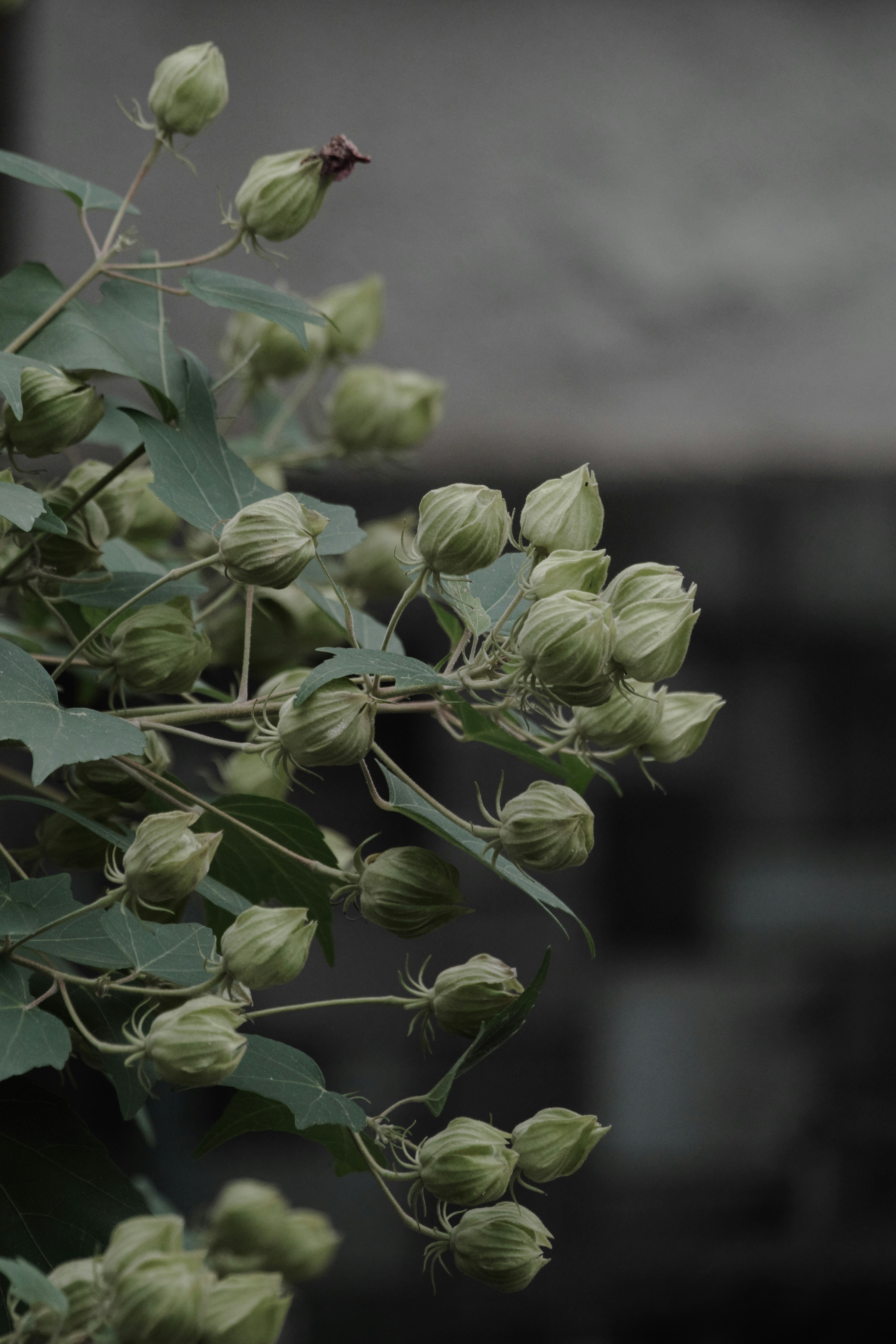 芙蓉のつぼみと葉のクローズアップ