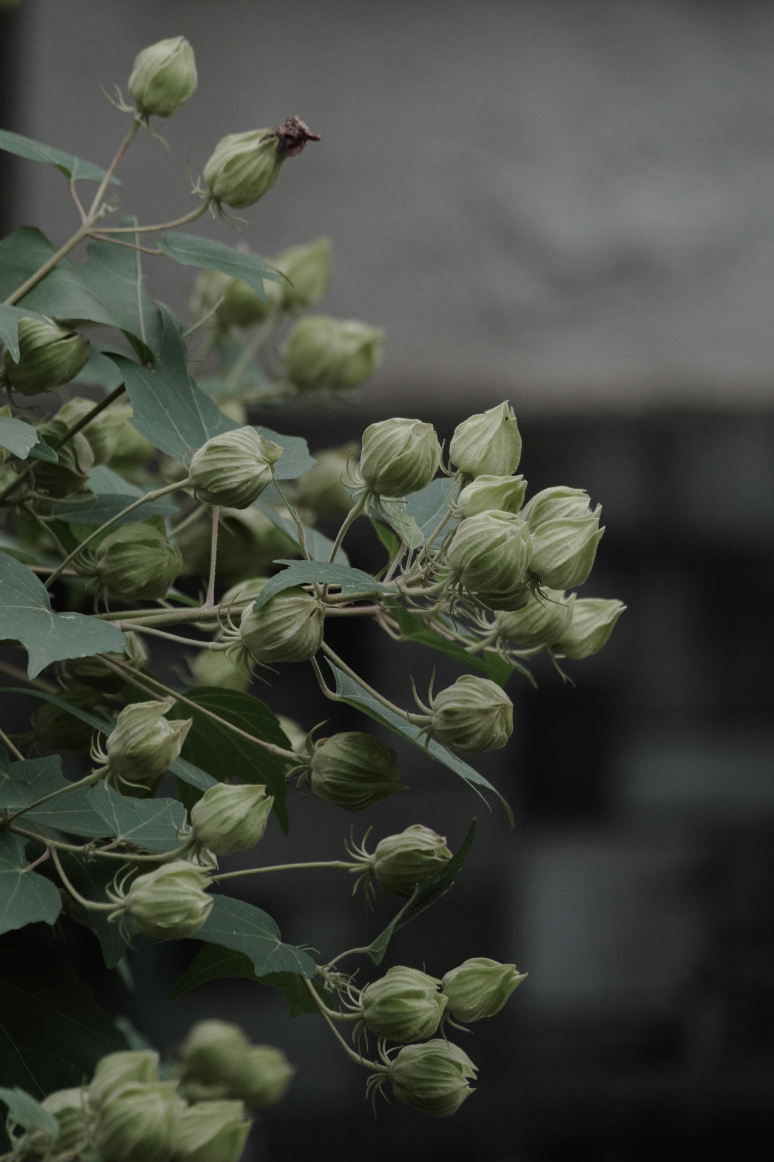 Close-up of a plant with green buds on its branches