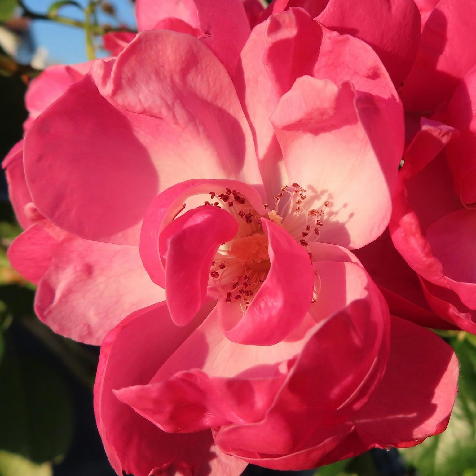 Pétales de rose rose vibrante se chevauchant montrant la beauté