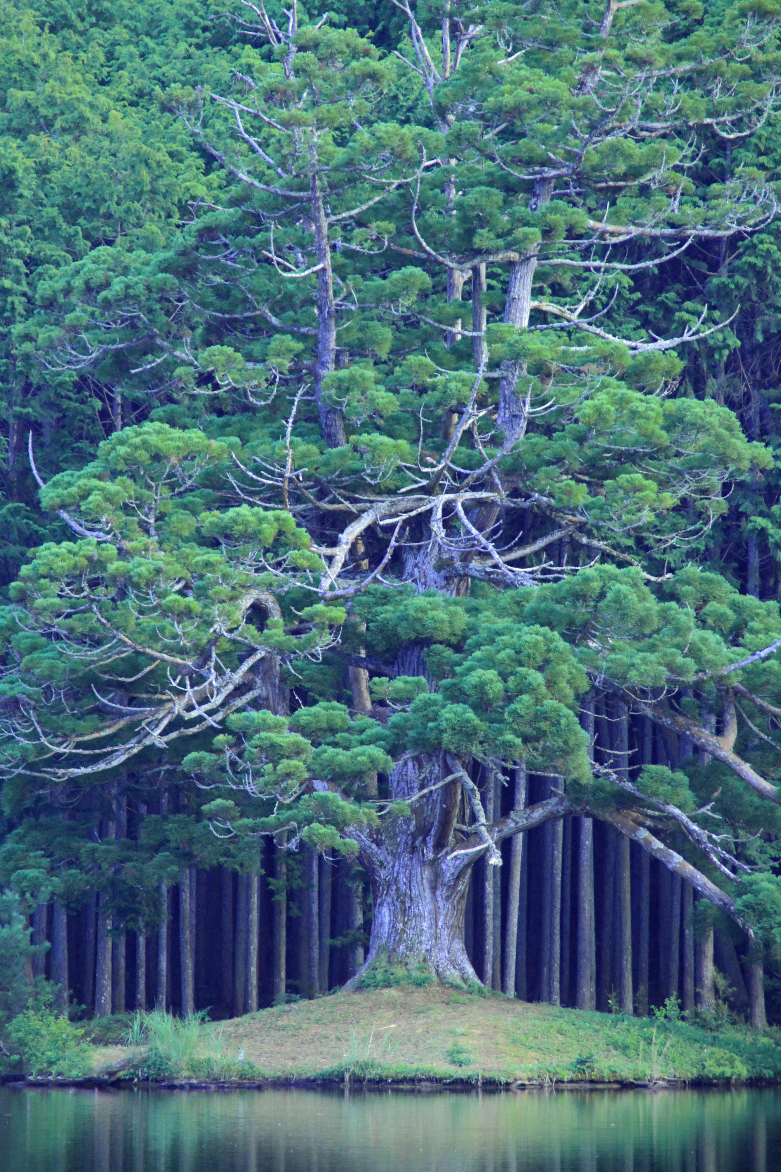 湖畔に立つ松林と枯れ枝のある大木