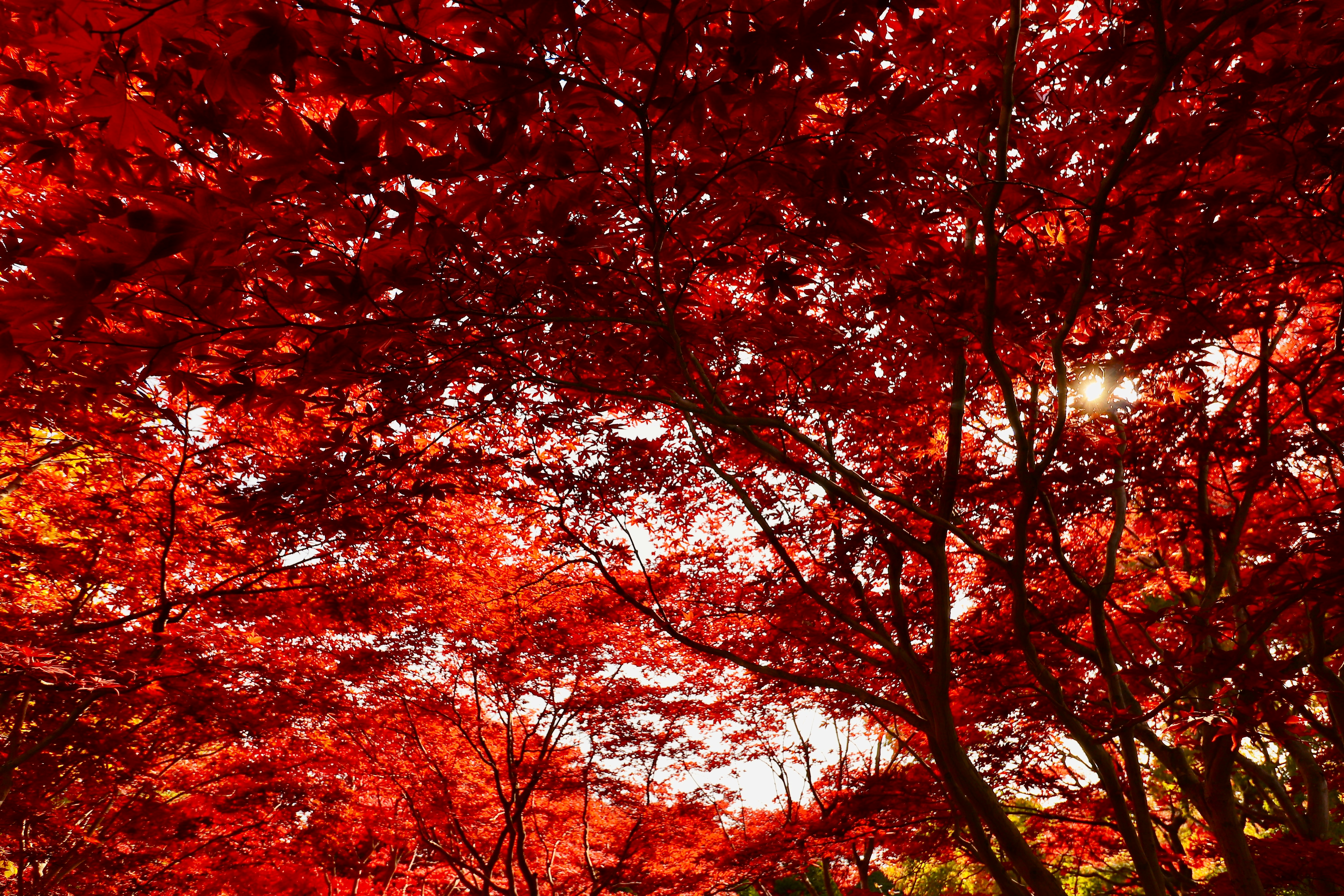 Herbstbäume mit leuchtend roten Blättern