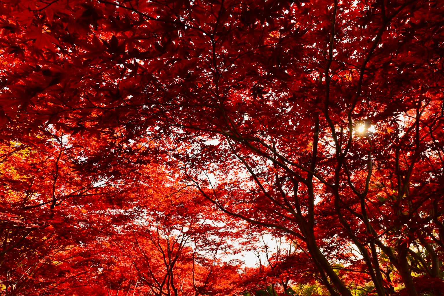 Alberi autunnali con foglie rosse vivaci