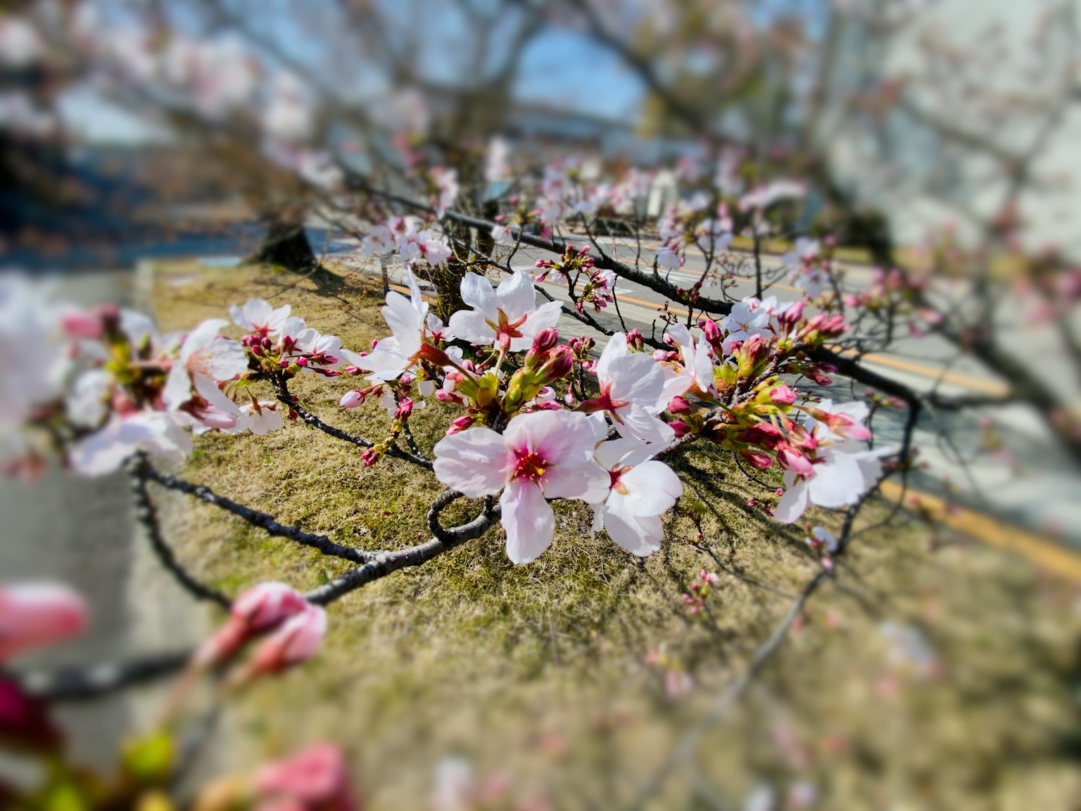 Acercamiento de flores de cerezo en una rama