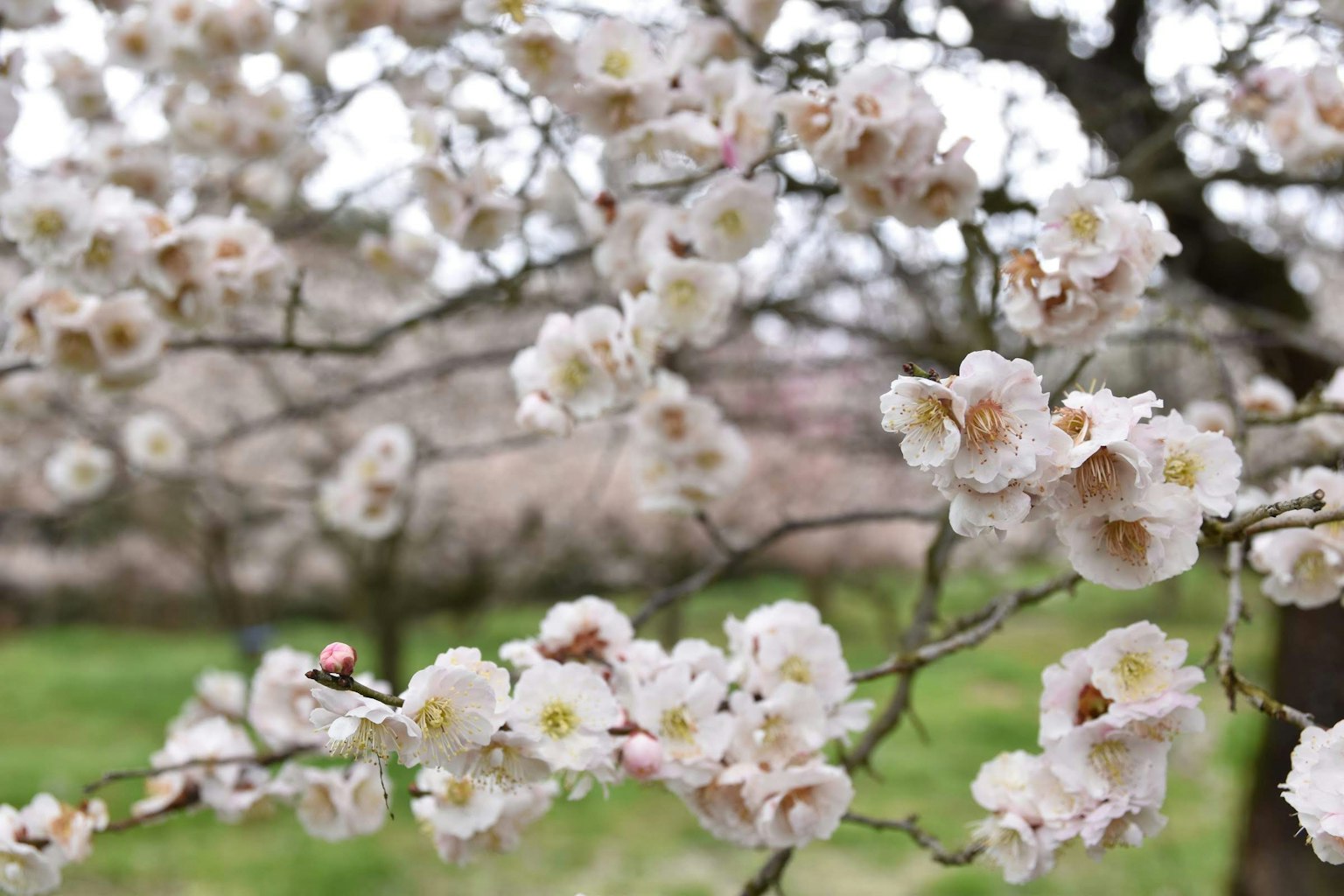 Gros plan sur des fleurs de cerisier sur des branches d'arbres