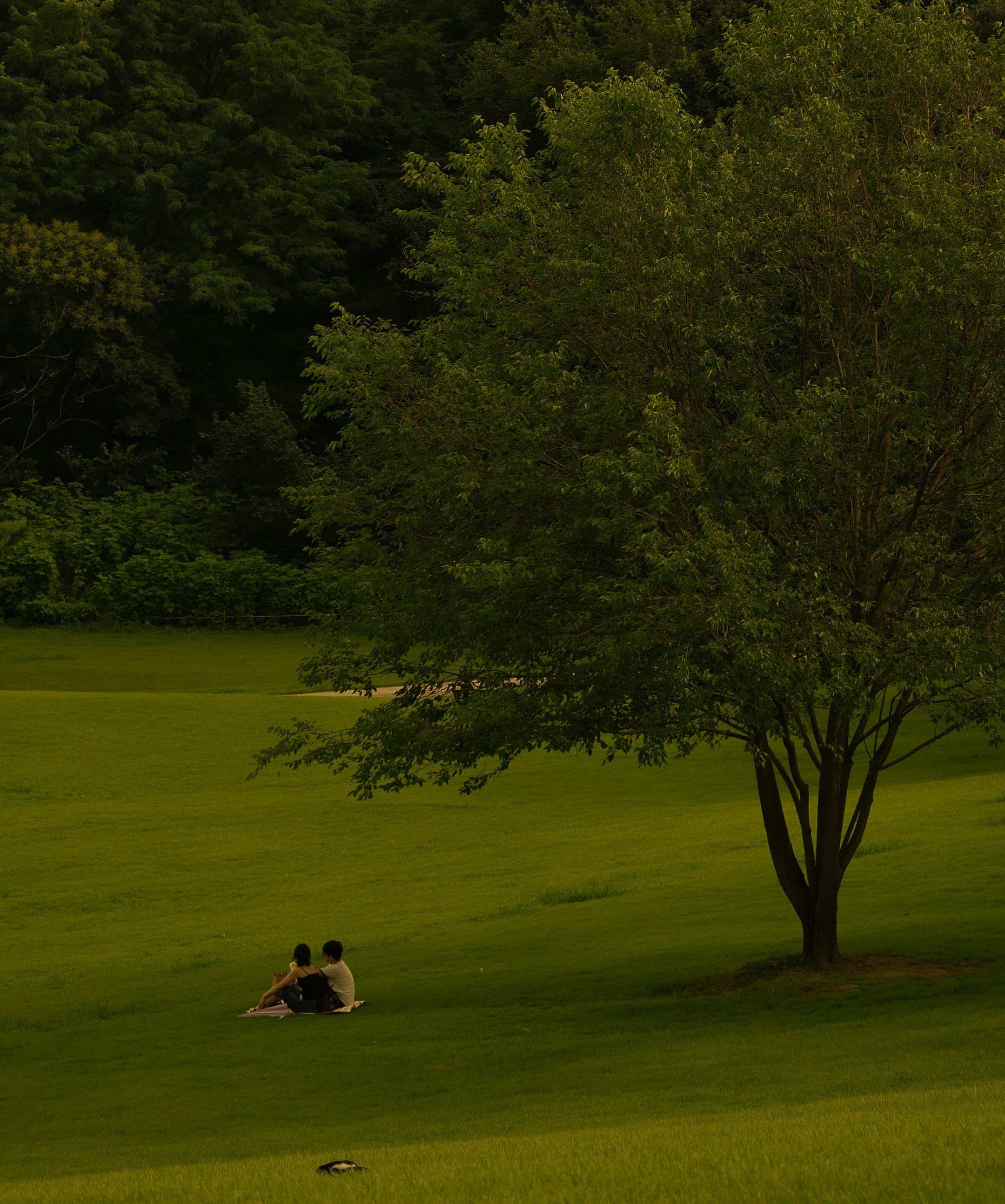 Eine ruhige Parklandschaft mit grünem Gras und Bäumen