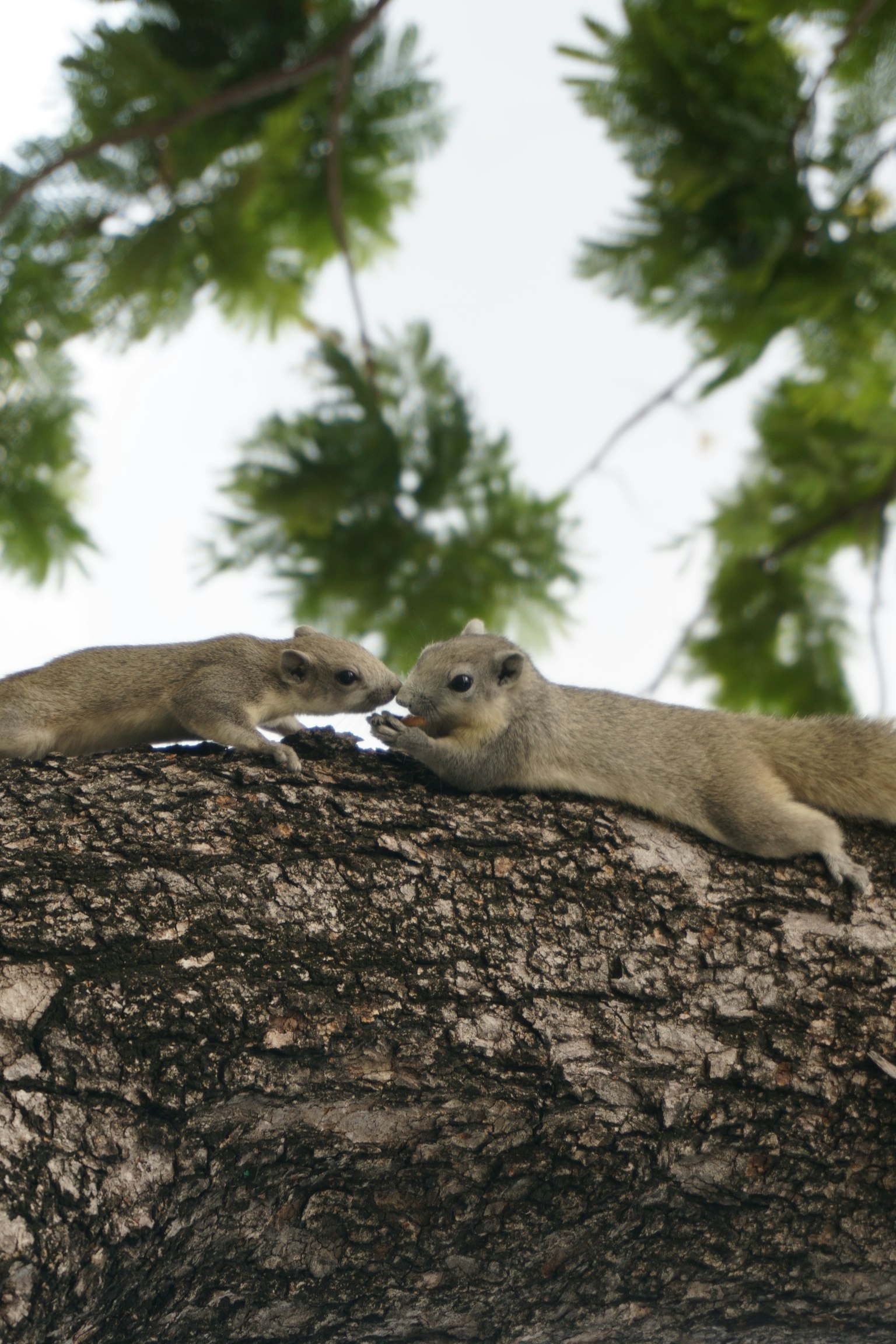 Two squirrels interacting on a tree branch