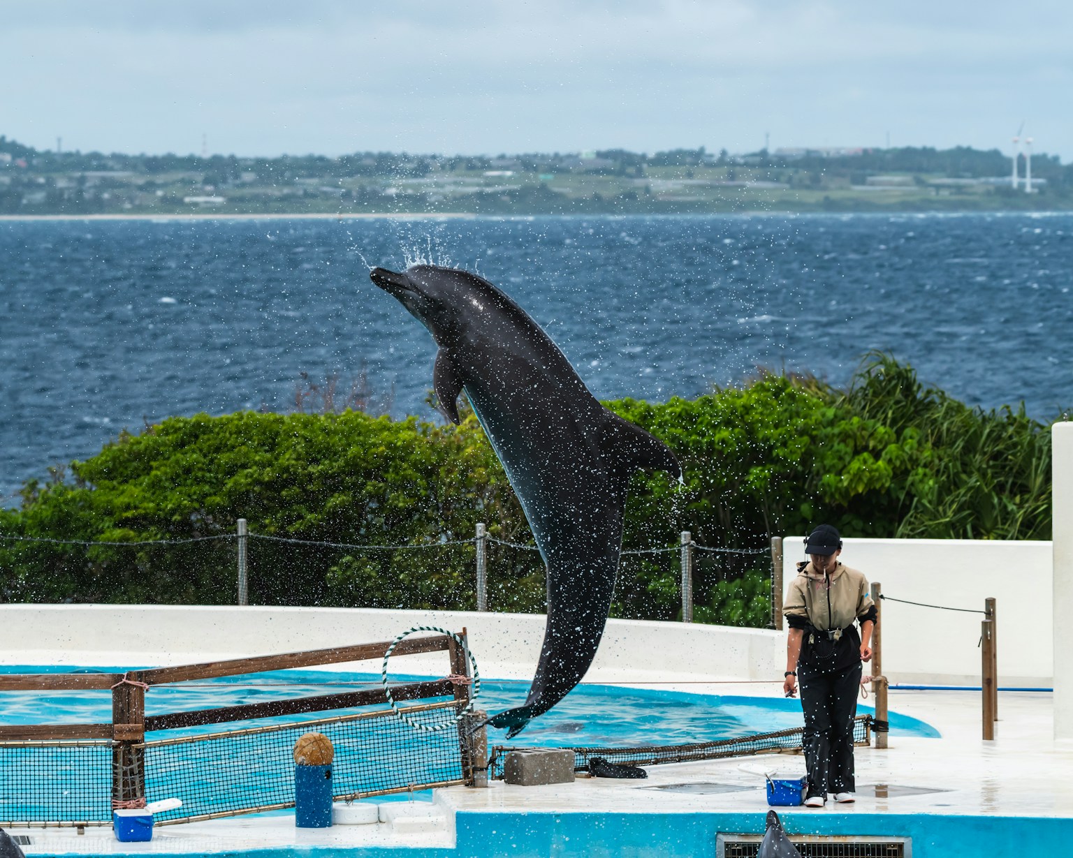 Sea lion performing a jump in front of an audience with a trainer