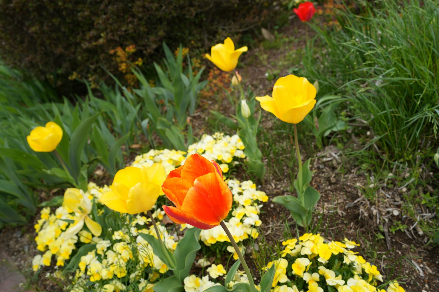 ทิวทัศน์สวนที่มีสีสันสดใส ดอกไม้บาน ทิวลิปสีเหลืองเด่นและดอกไม้สีส้มสดใส