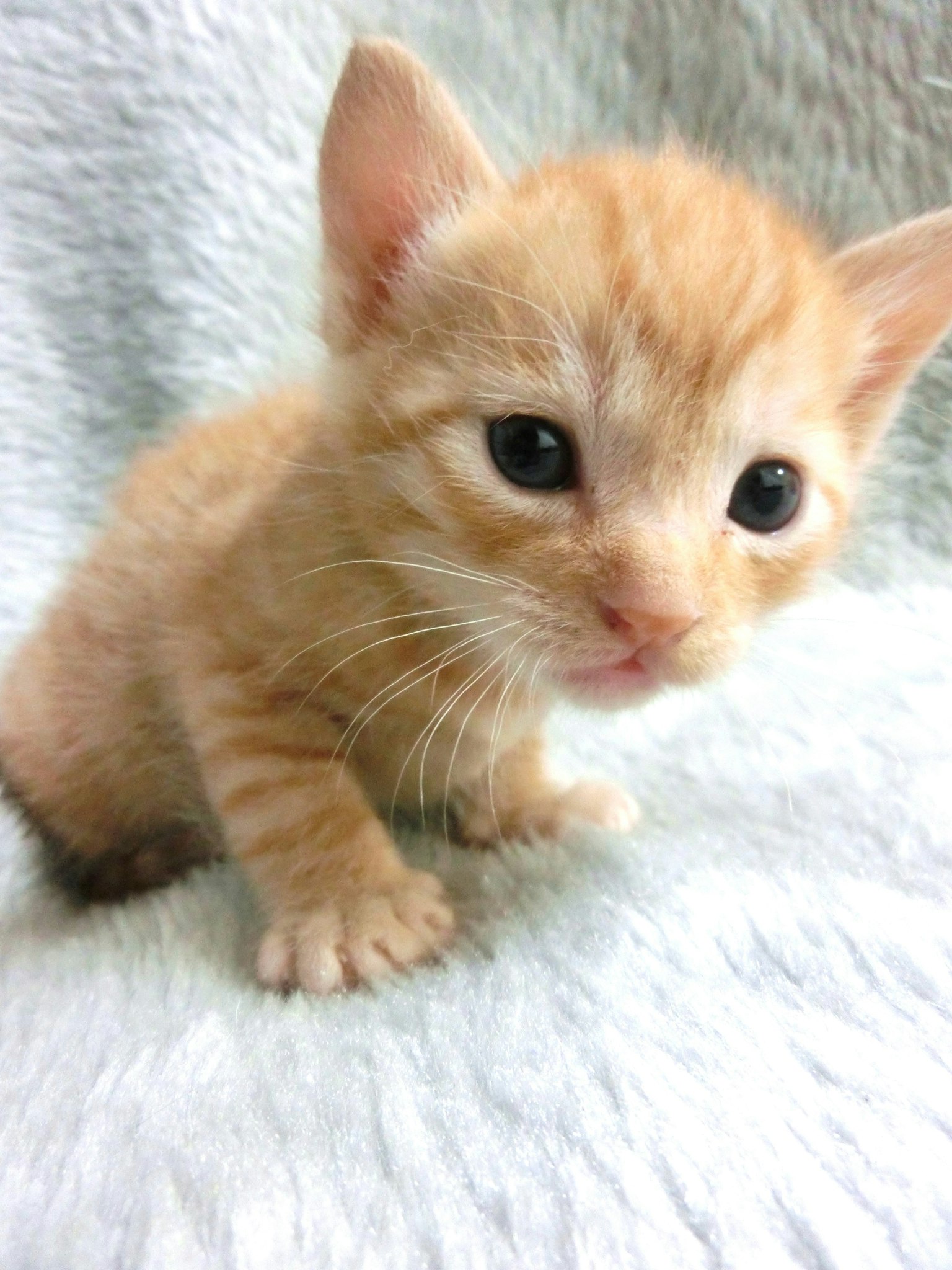 Mèo con màu cam ngồi trên nền mềm mại