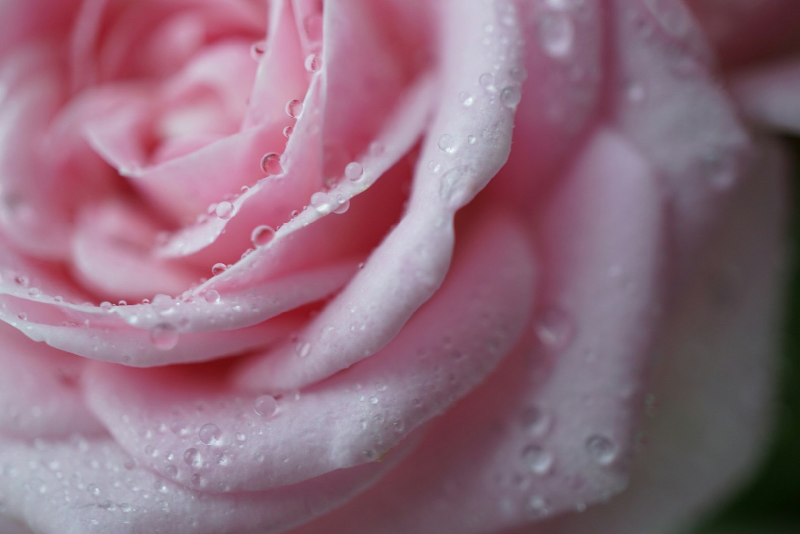 Macro of water droplets on a pink rose