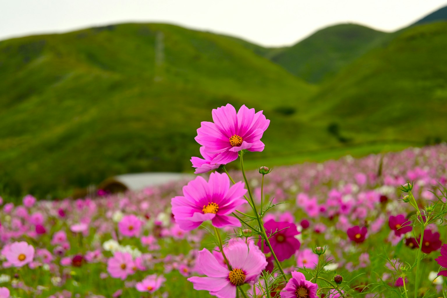 초록 언덕을 배경으로 핑크색 코스모스 꽃이 만개한 화려한 꽃밭