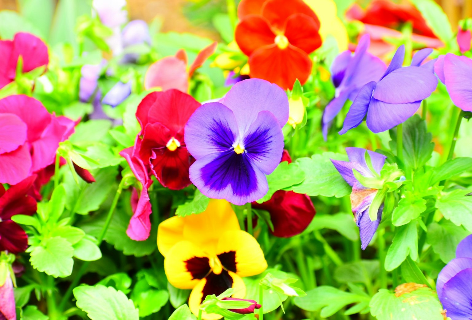 Fiori di viole colorate che fioriscono in un giardino