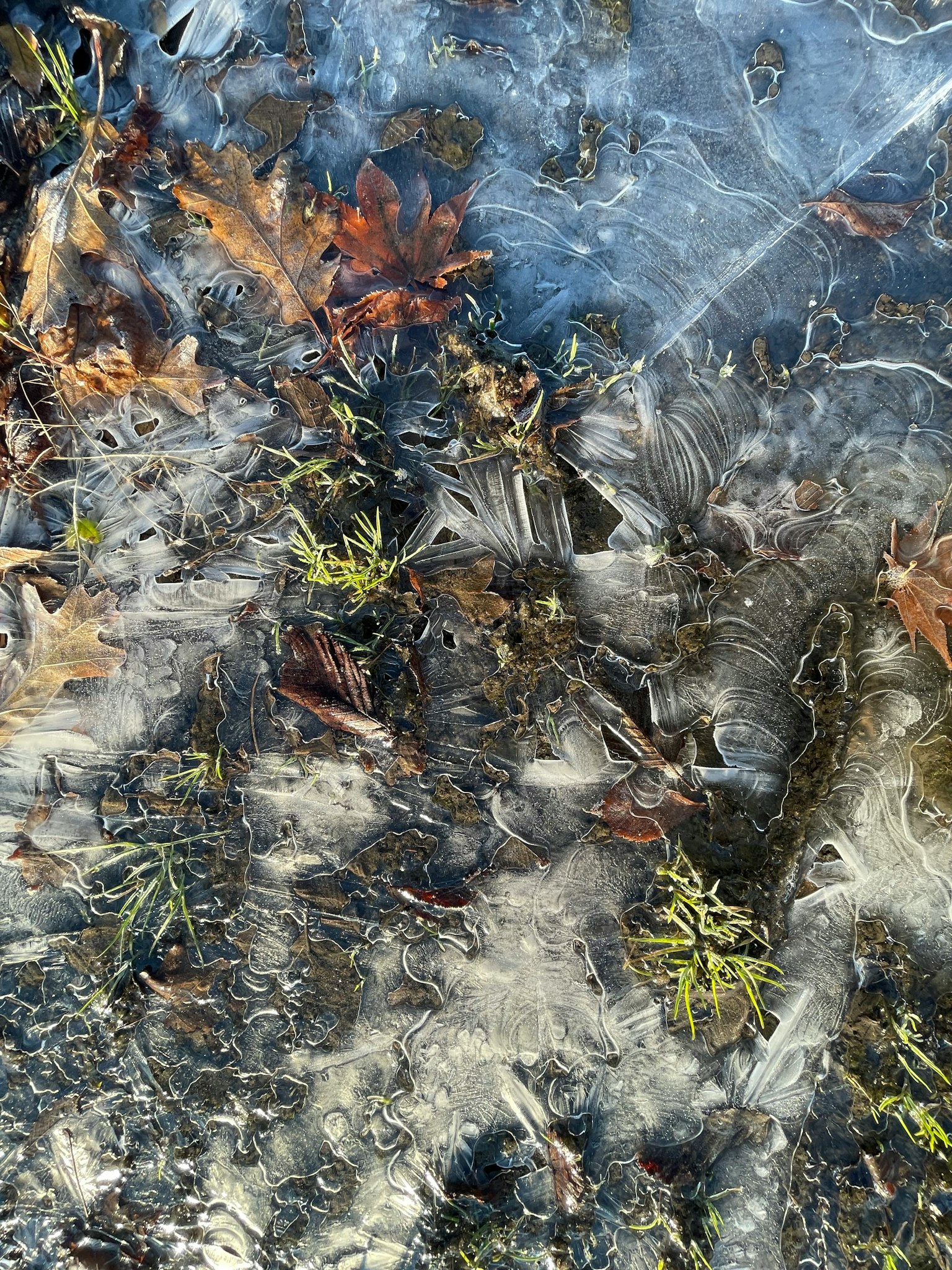 Pemandangan bawah air dengan daun dan rumput campur