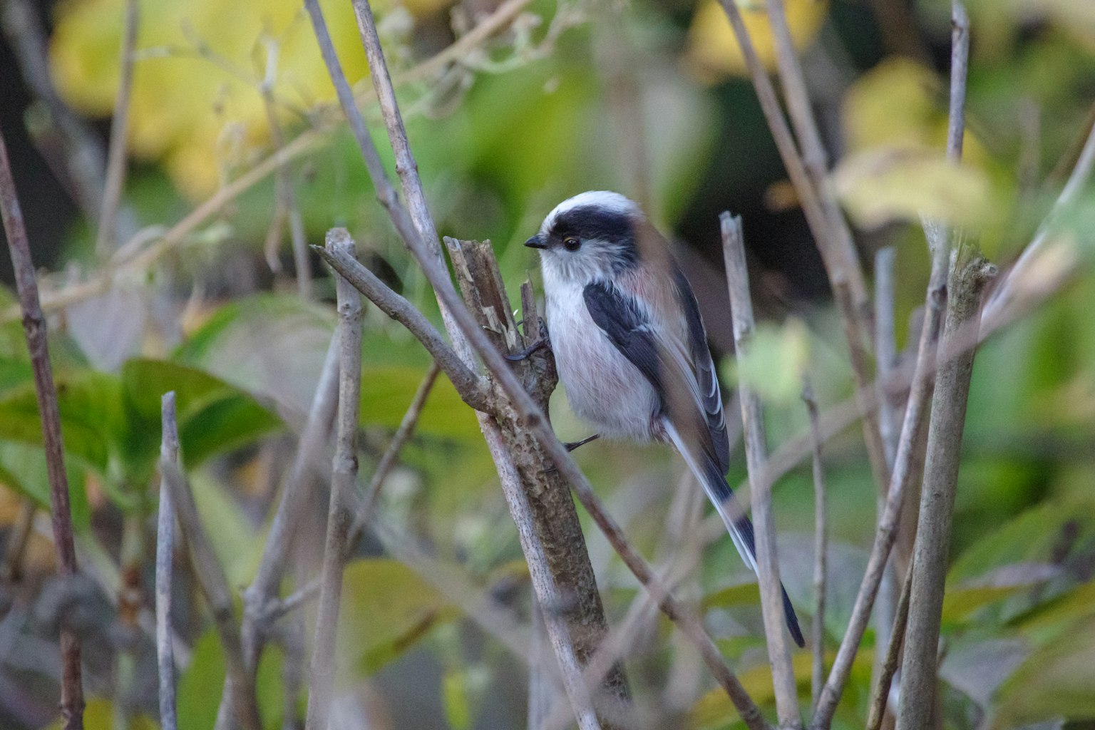 A small bird perched on a branch Gray back and white belly Distinctive black cap pattern on the head