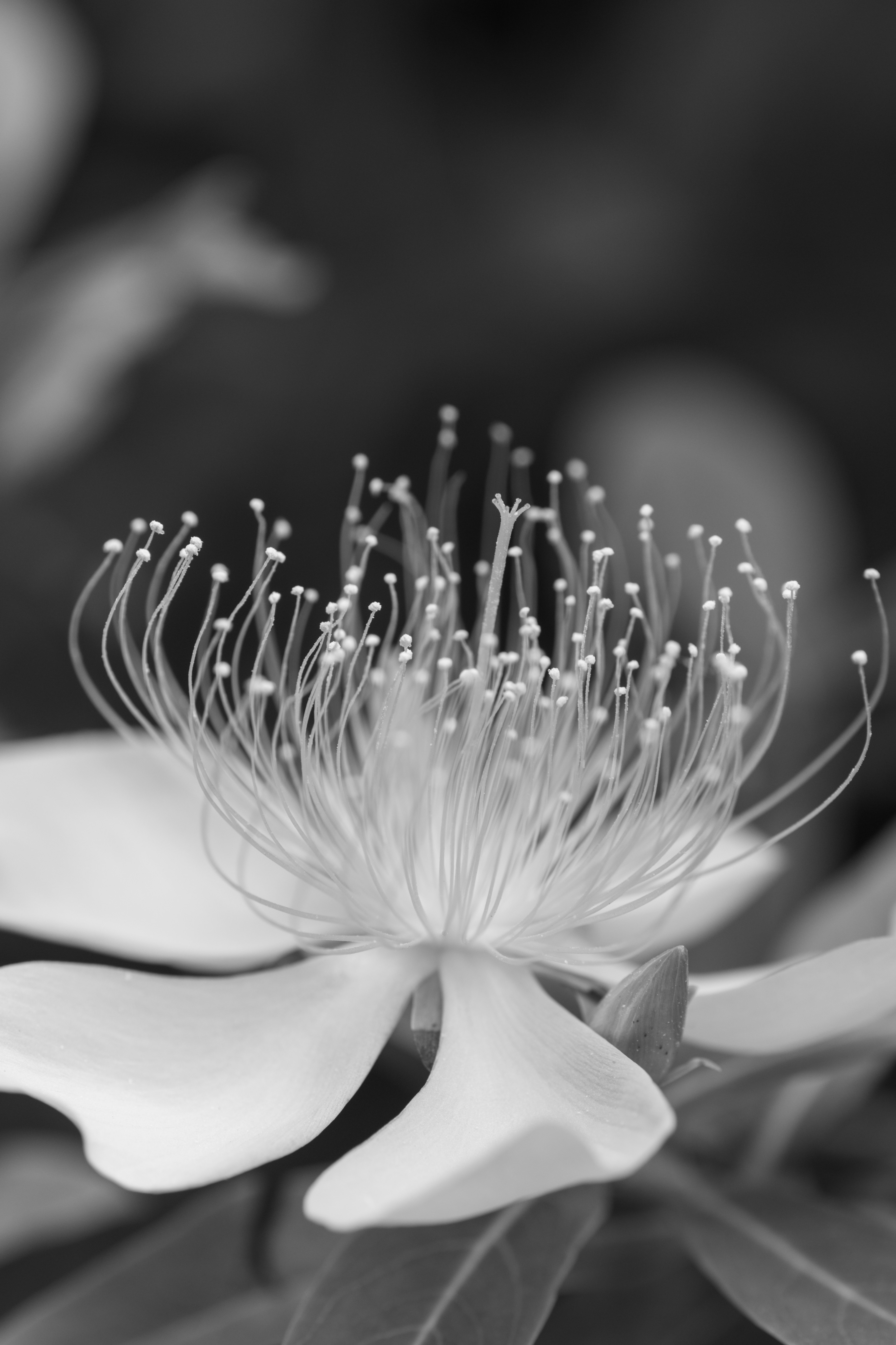 モノクロの花びらと綿毛のクローズアップ