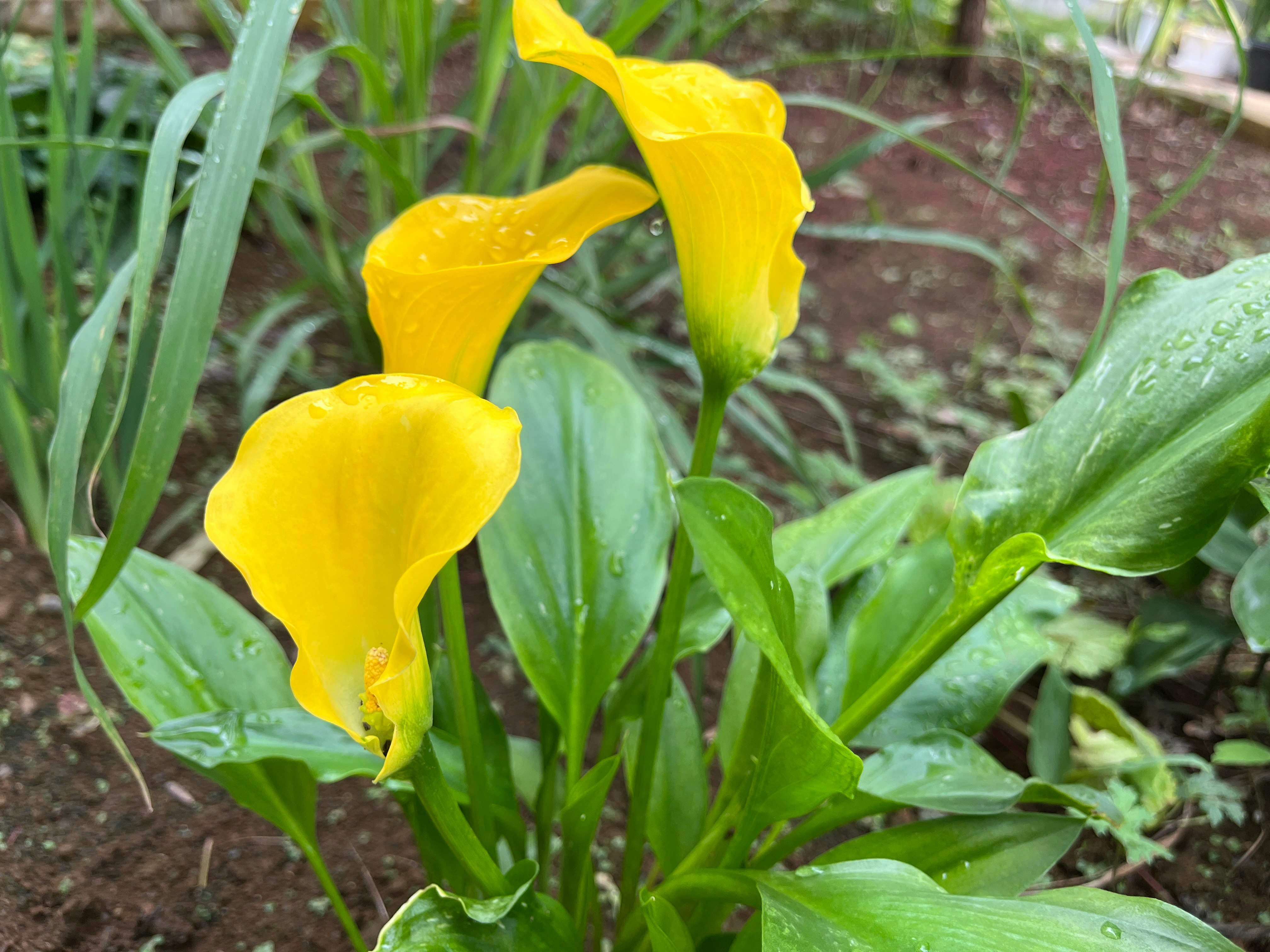 雨滴点缀的黄色马蹄莲花与叶片特写