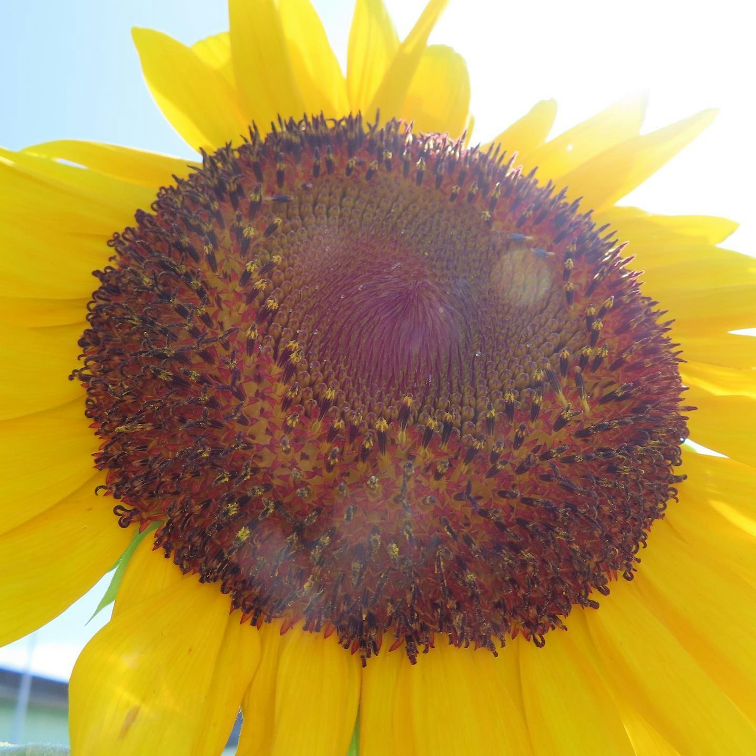 Close-up of a large sunflower head basking in sunlight
