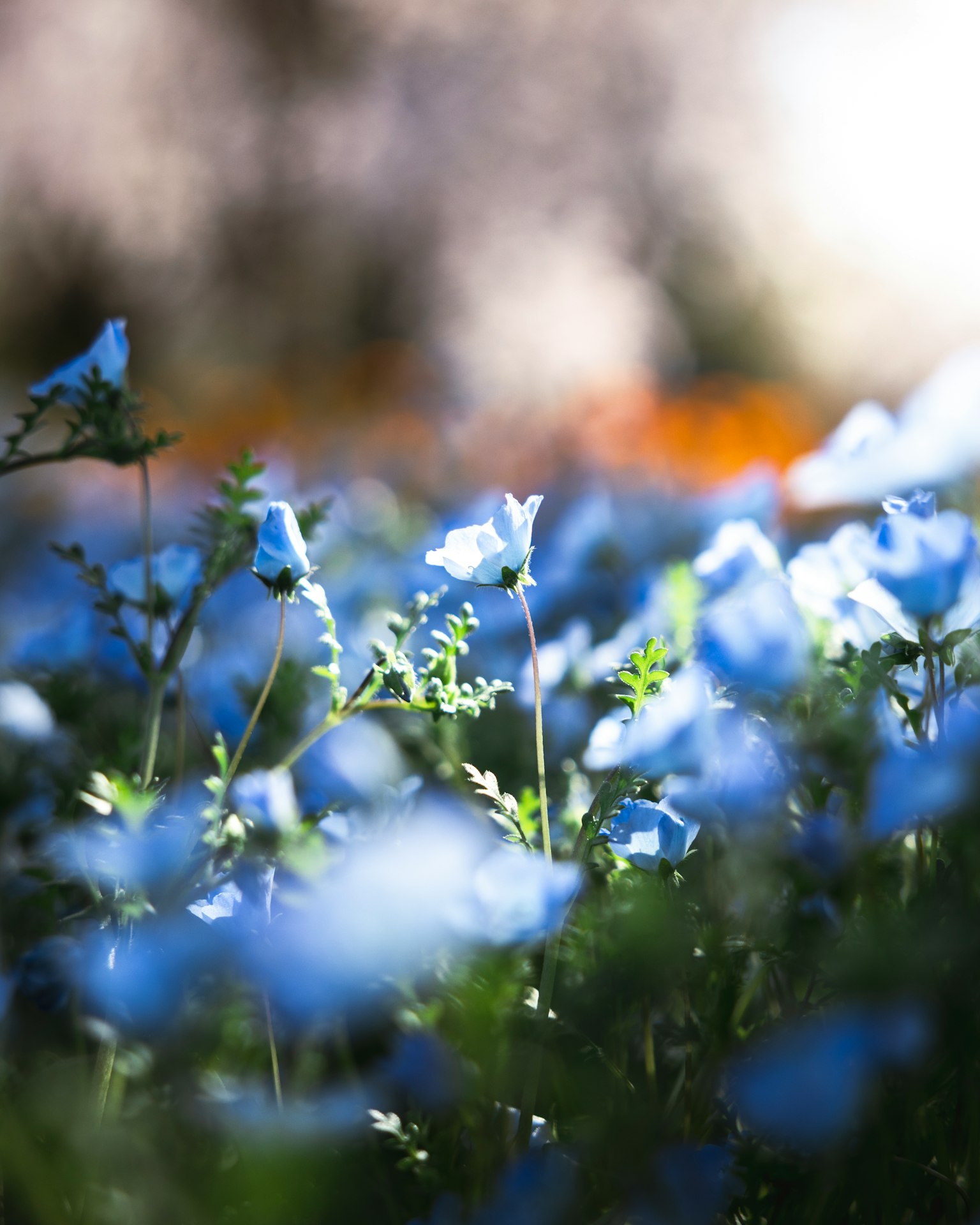 A beautiful scene of blooming blue flowers