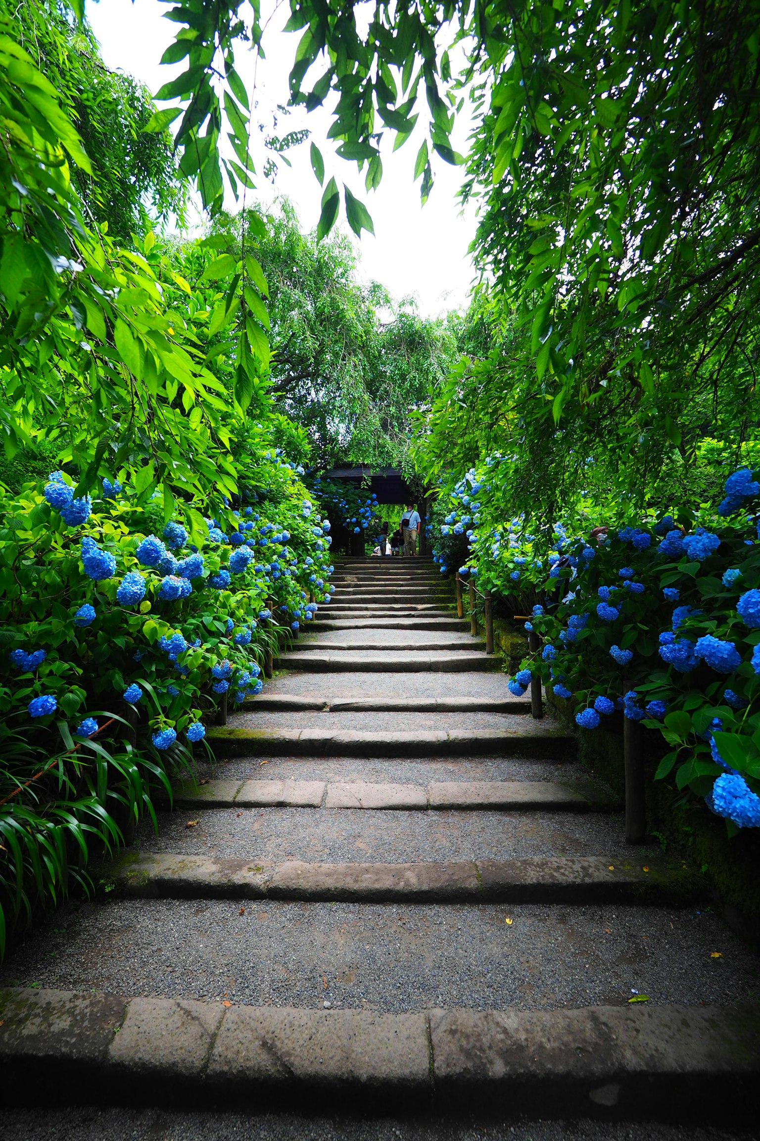 Stone steps leading through lush greenery adorned with blue hydrangeas