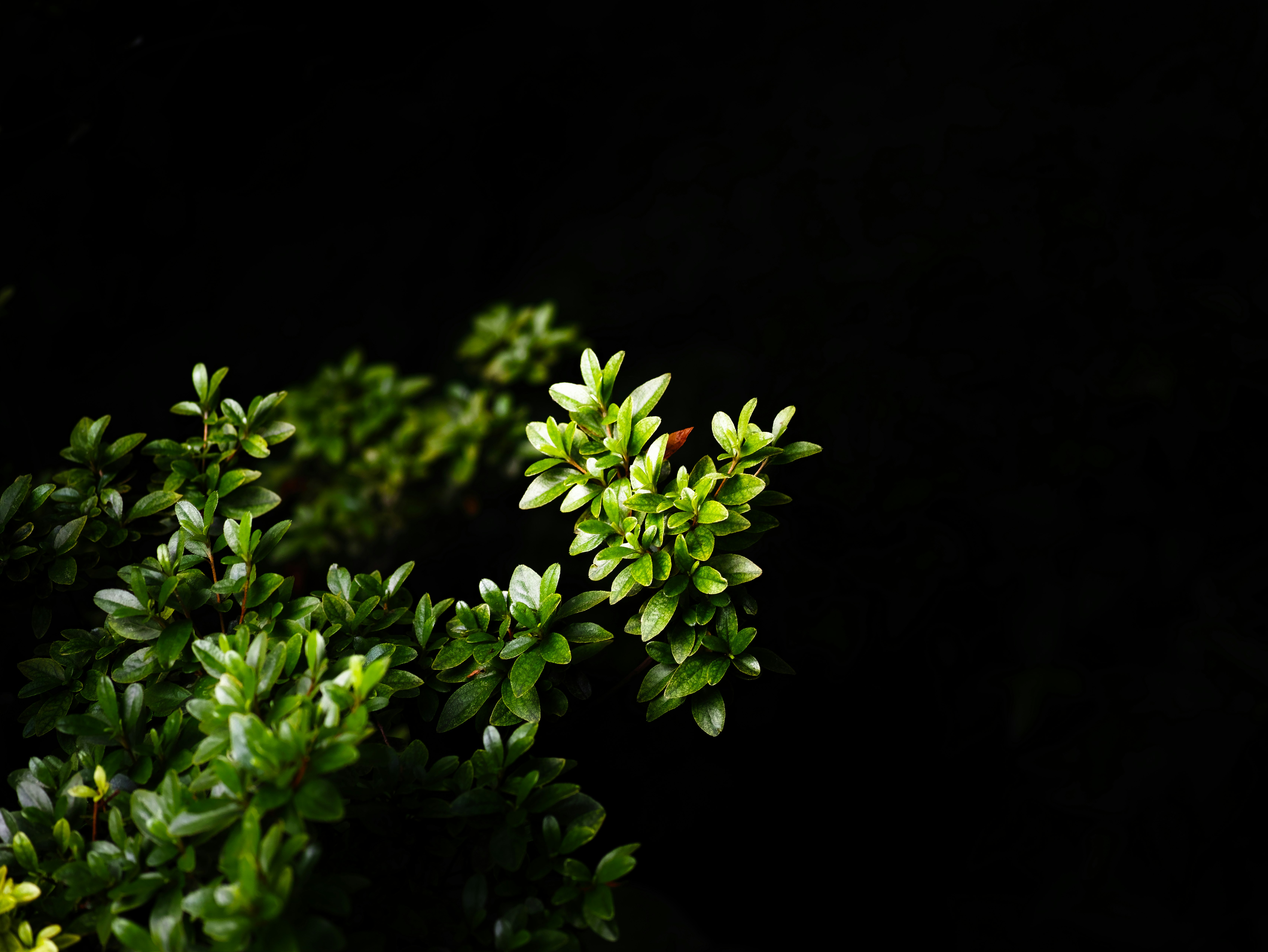 黒背景に浮かぶ小さな観葉植物の葉