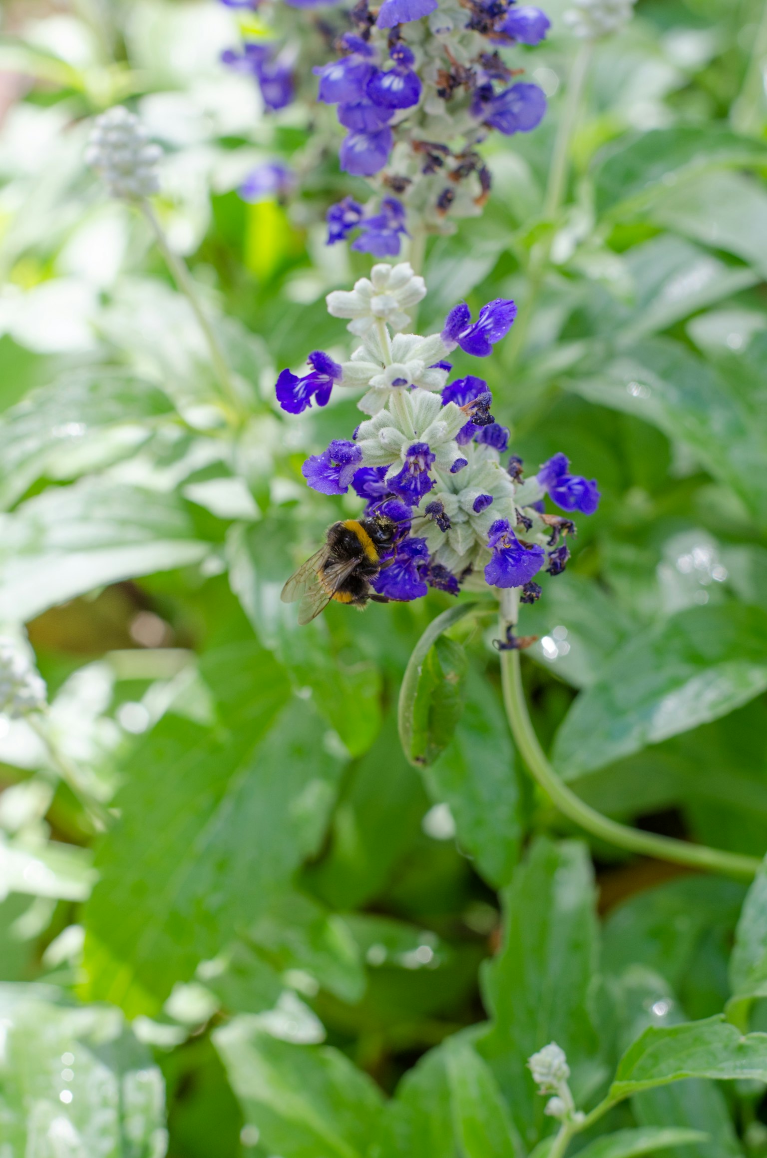 Eine Hummel sitzt auf lila Blumen mit grünen Blättern