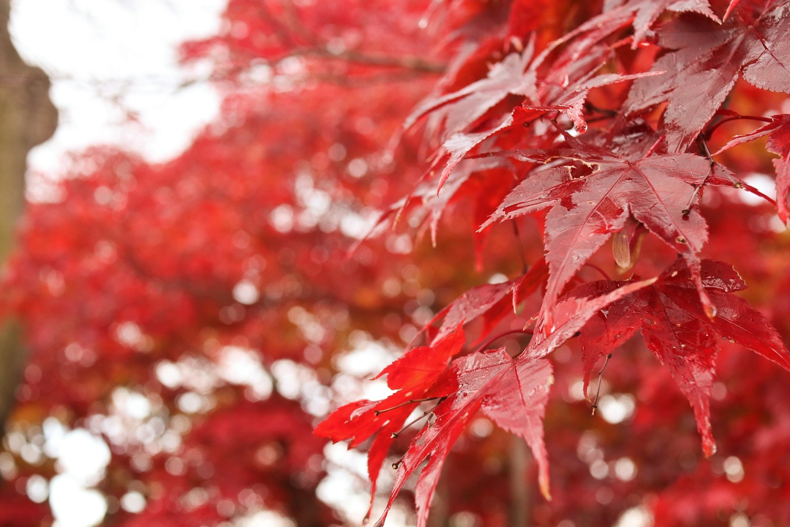 Vibrant red maple leaves with a blurred background