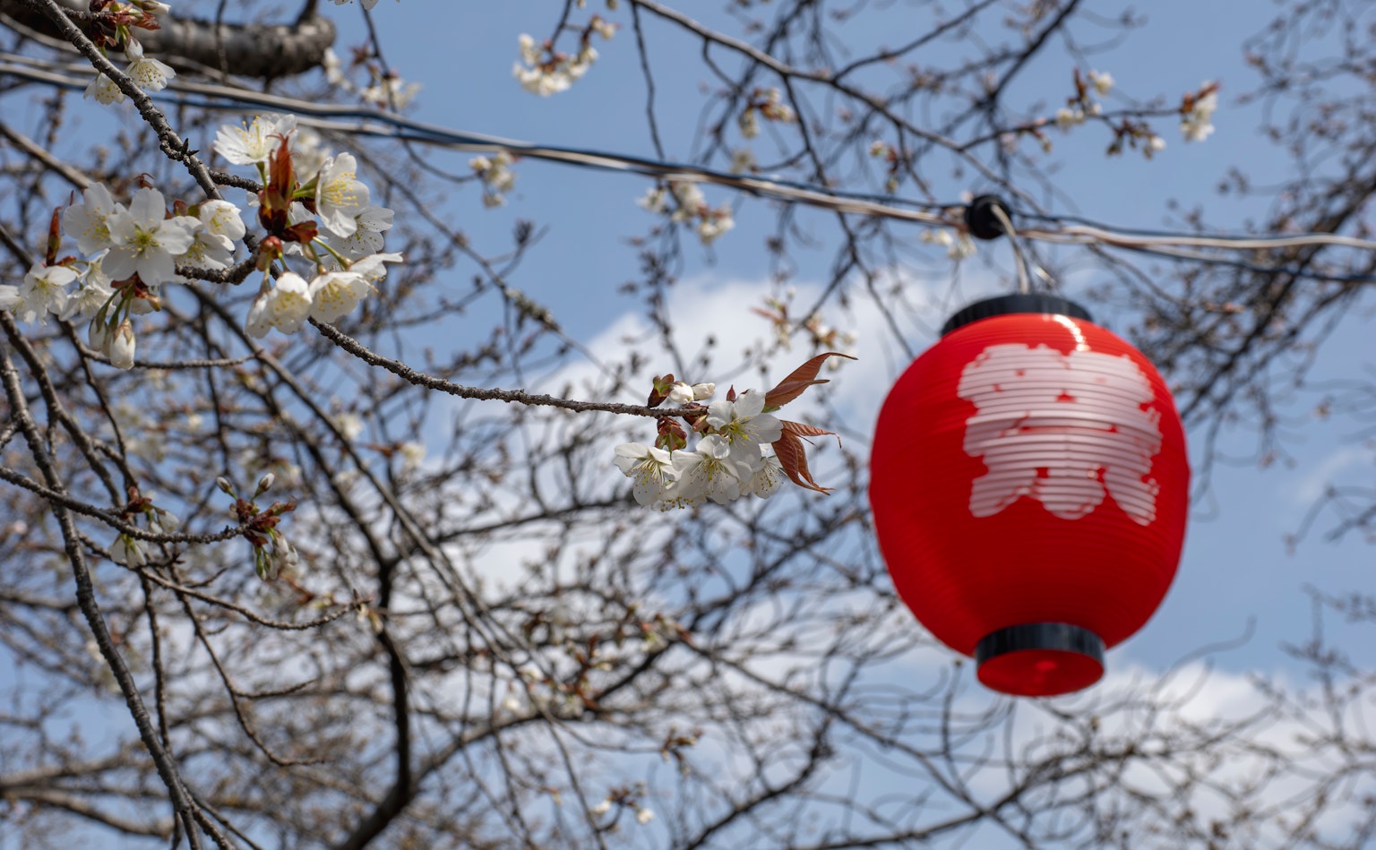 Linterna roja colgando de una rama con flores de cerezo