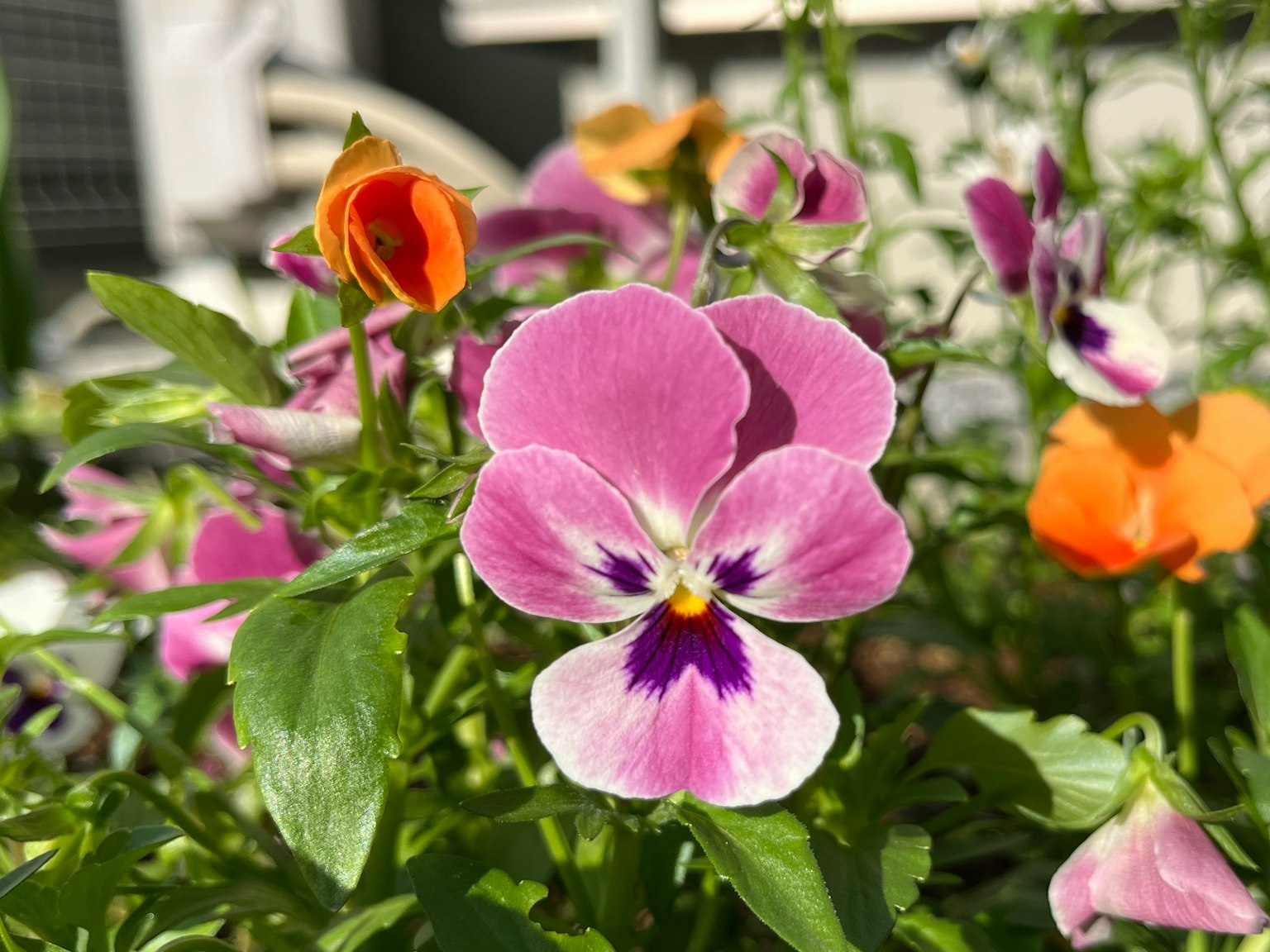 Lebendige rosa Stiefmütterchenblume im Vordergrund mit orangefarbenen Blumen im Hintergrund