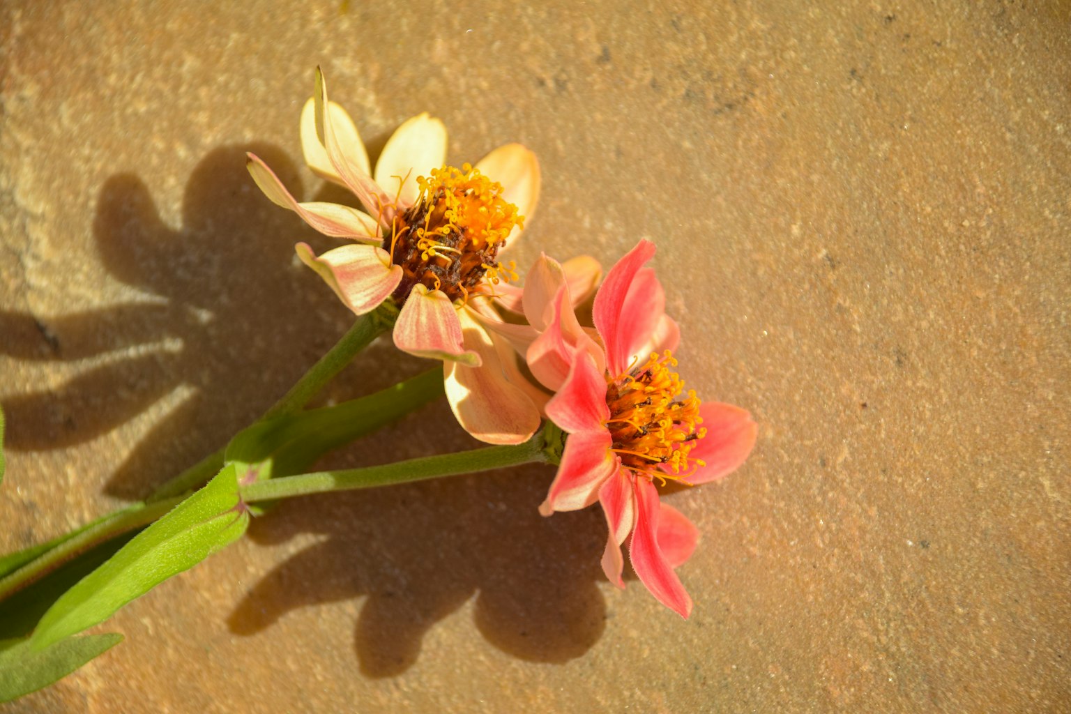 Image of two flowers side by side pink and cream petals vibrant orange center