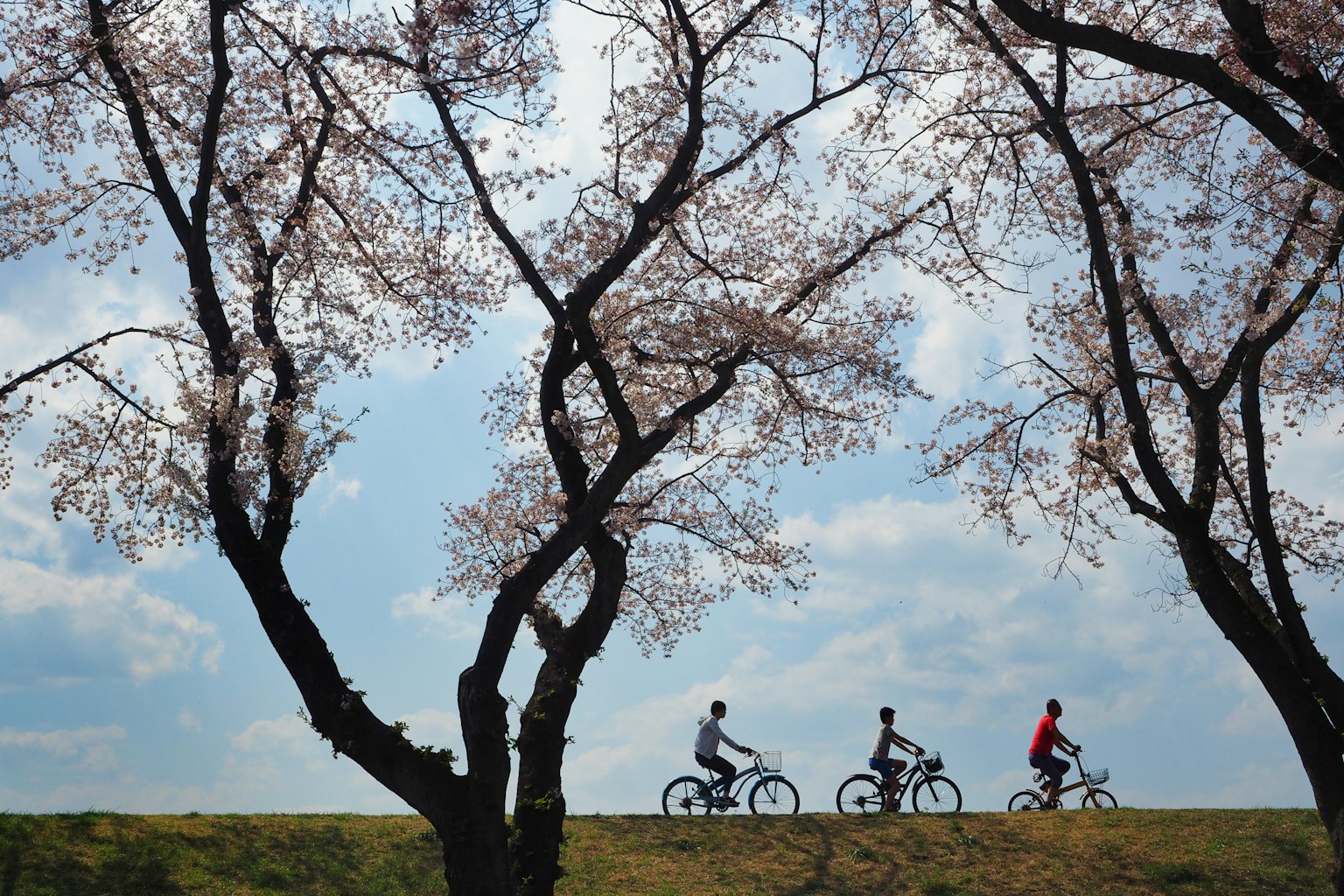 Bóng người đạp xe dưới cây anh đào