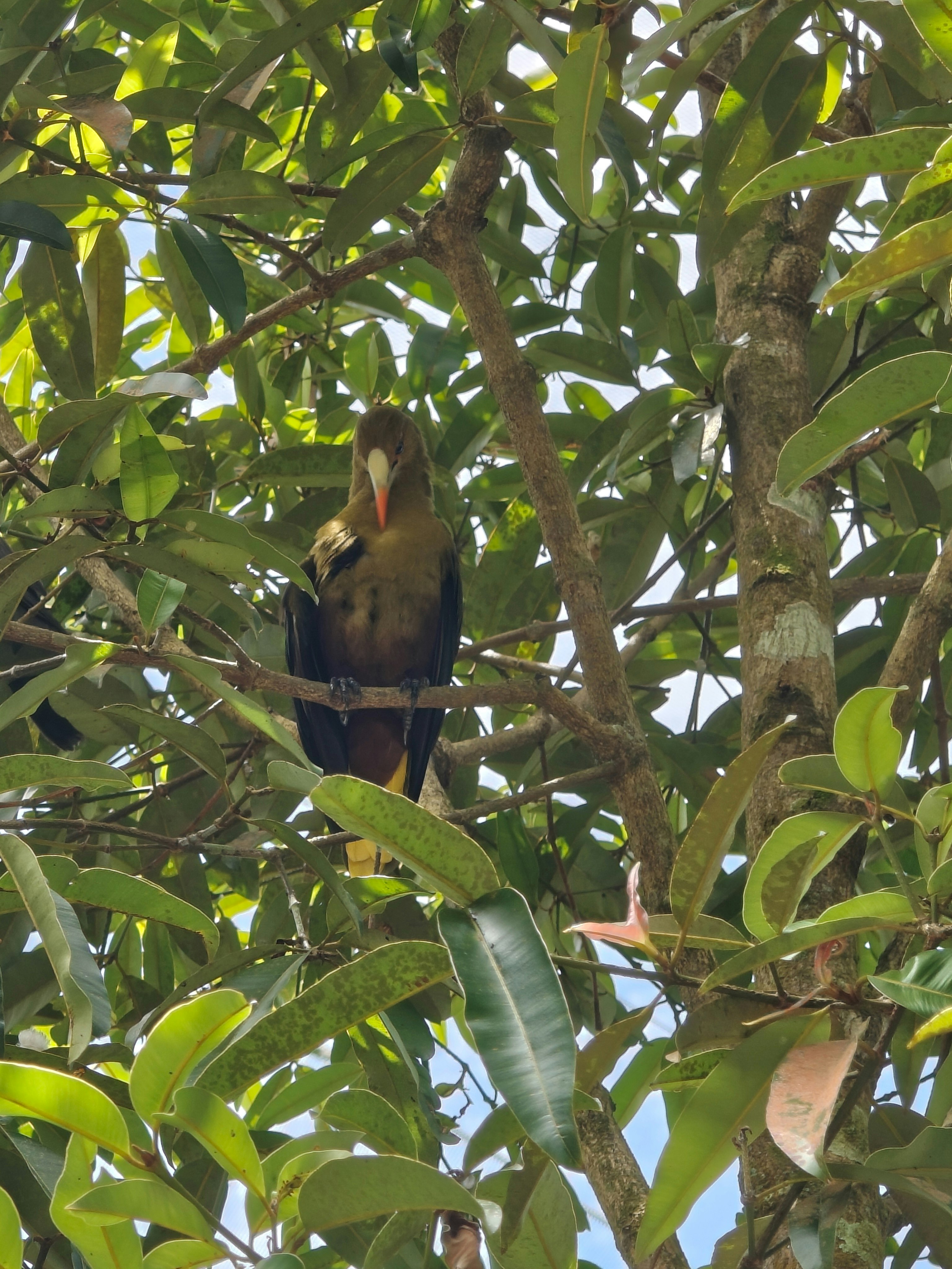 木の枝にとまる鳥の姿