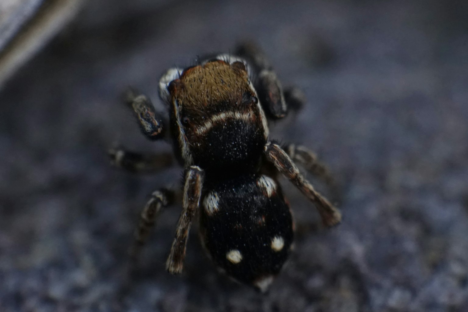 Acercamiento de un pequeño insecto similar a una araña con manchas negras y blancas